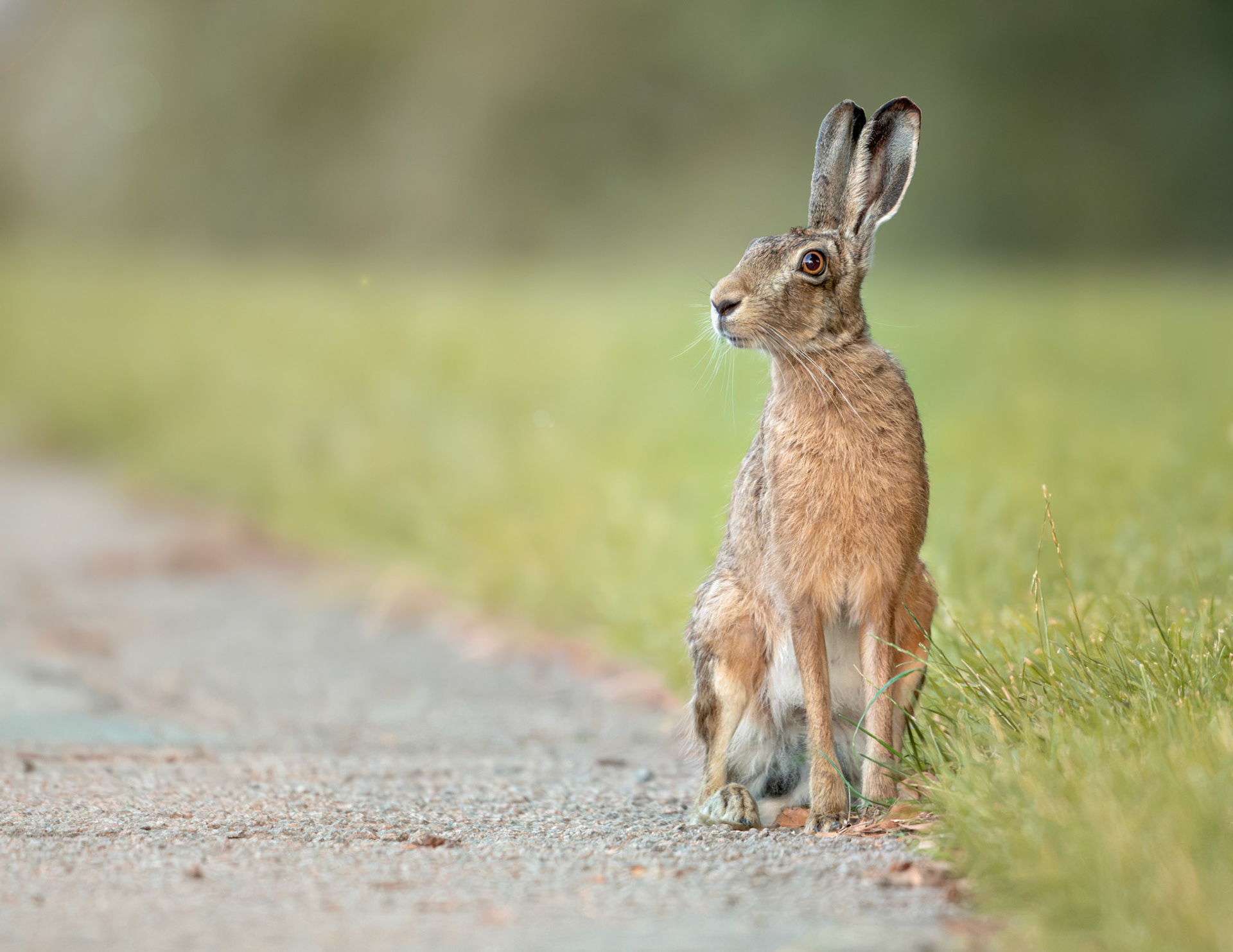 Brown Hare at last light