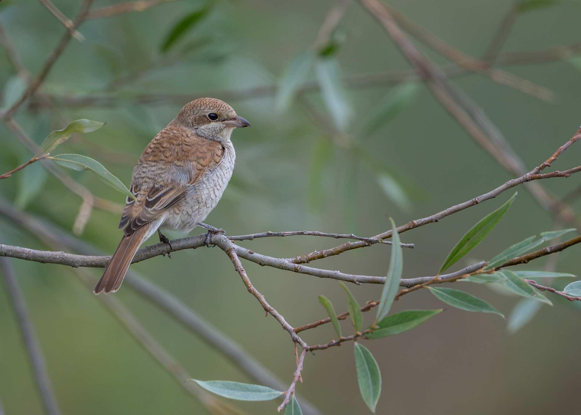 Red-backed Shrike