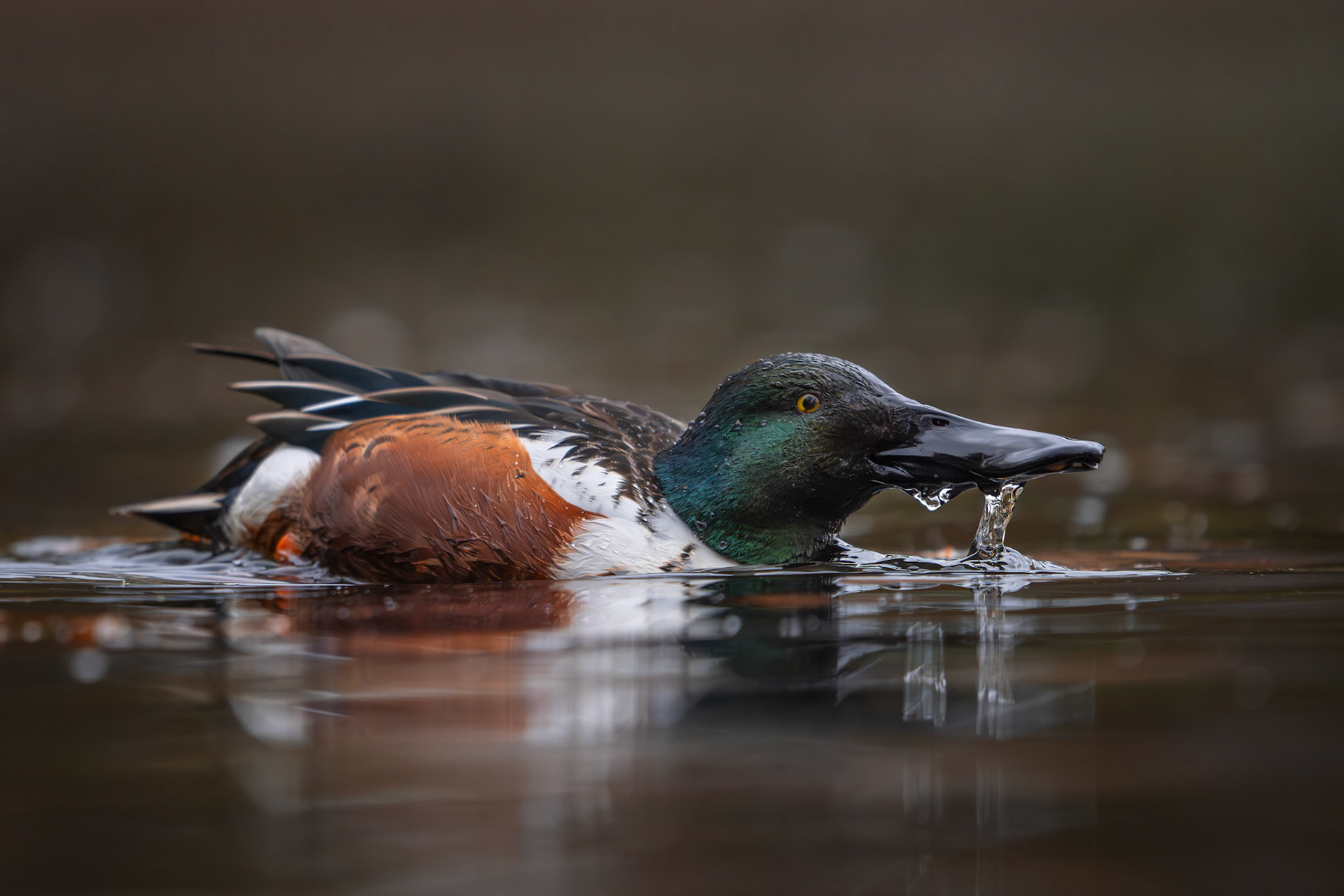 Low Level Shoveler