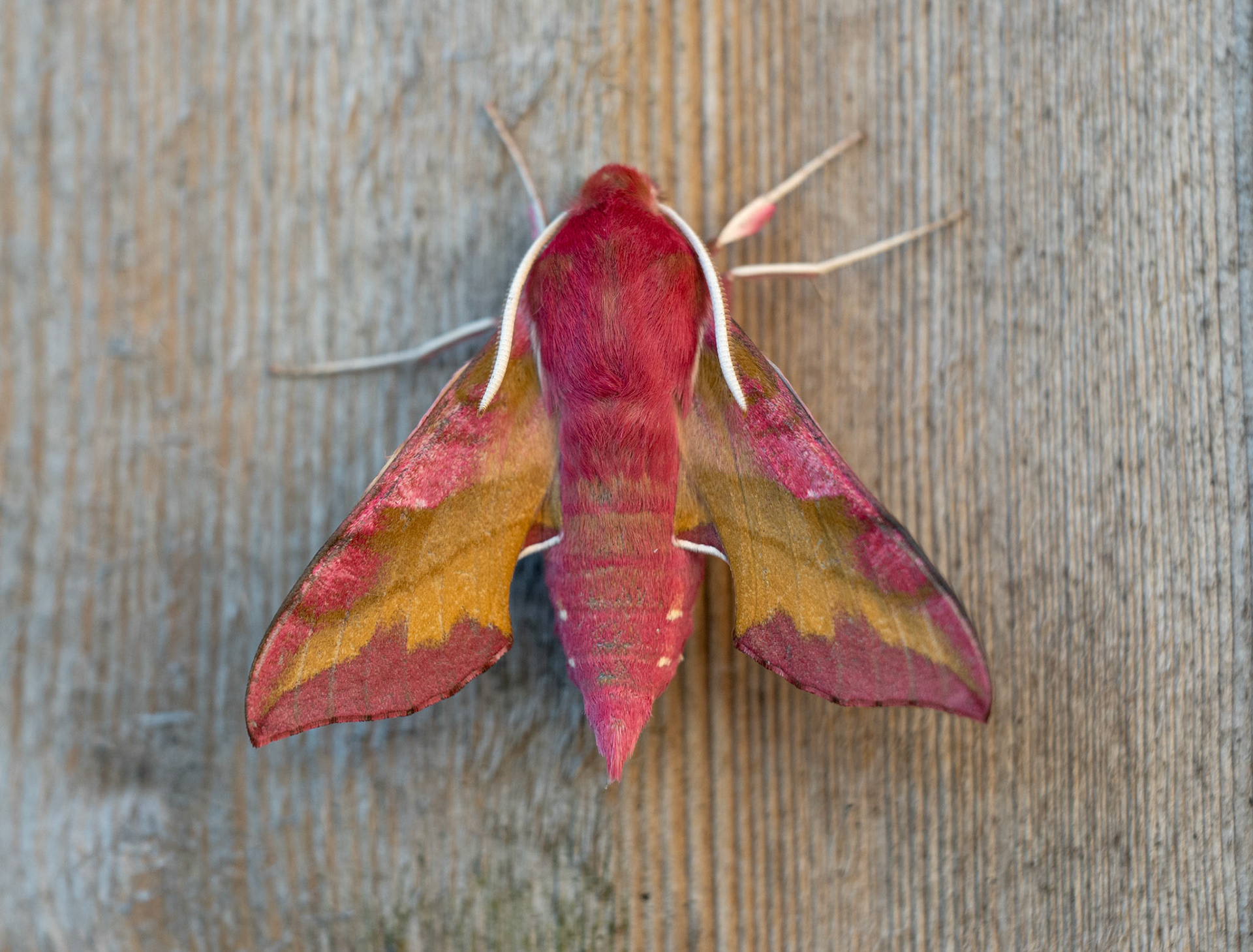 Small Elephant Hawkmoth