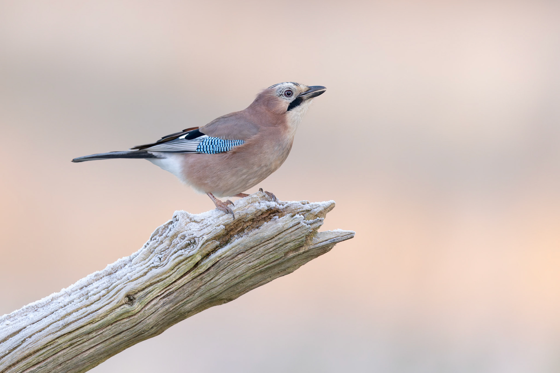 Jay in the Frost