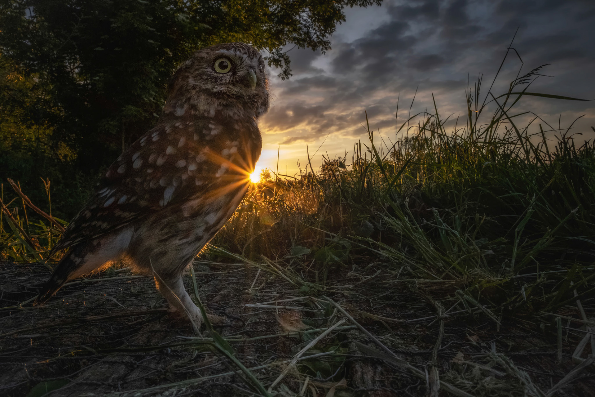 Sunburst Little Owl