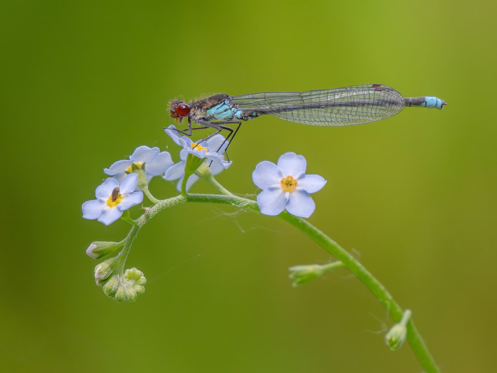 Red-eyed Damselfly