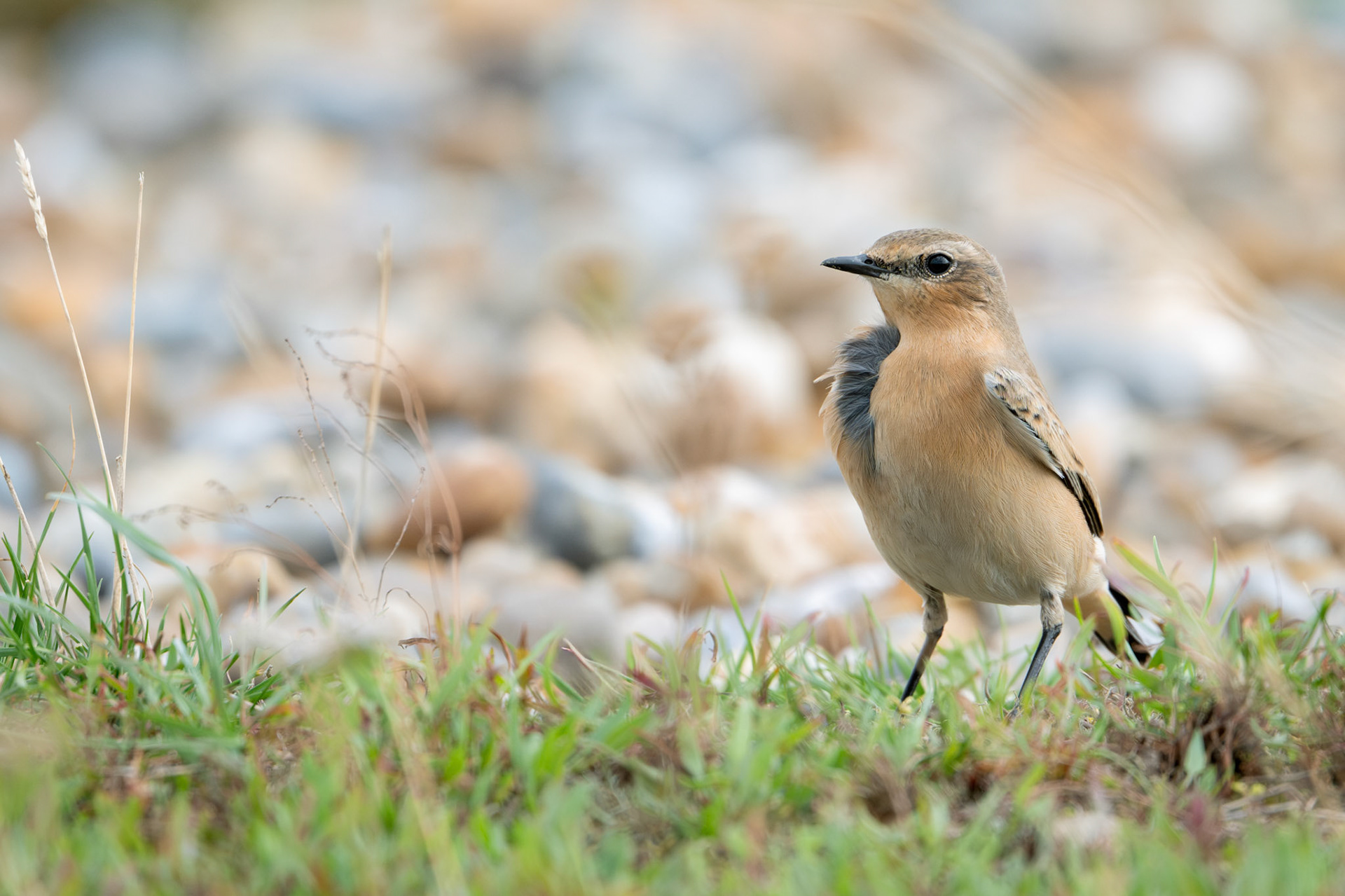 Northern Wheatear