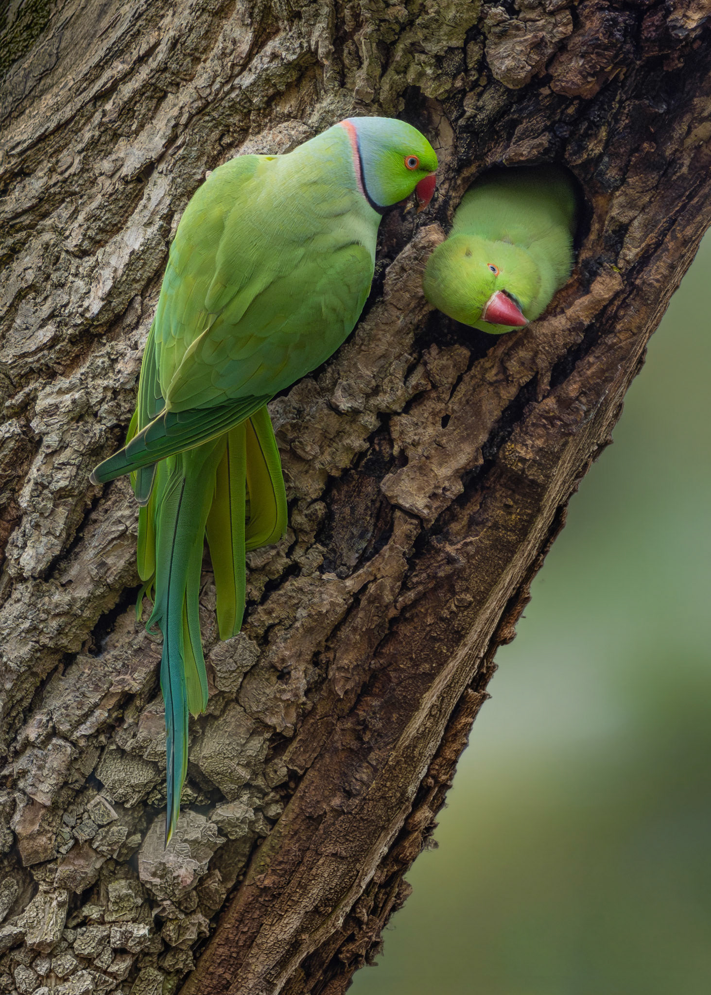 Red-necked Parakeets - Abington Park, Northamptonshire