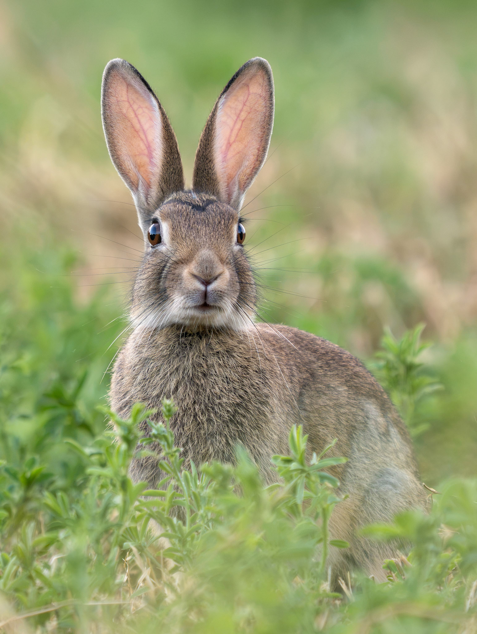 Young Rabbit at Sunset