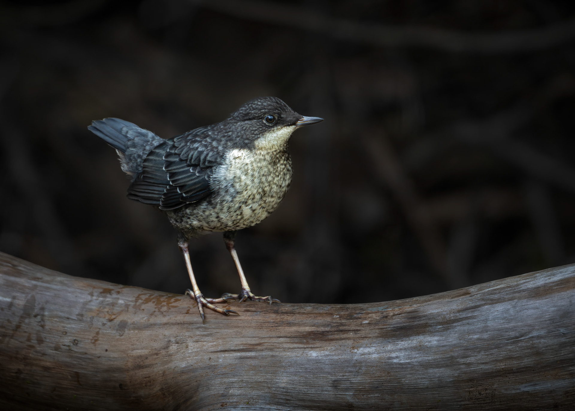 Juvenile Dipper