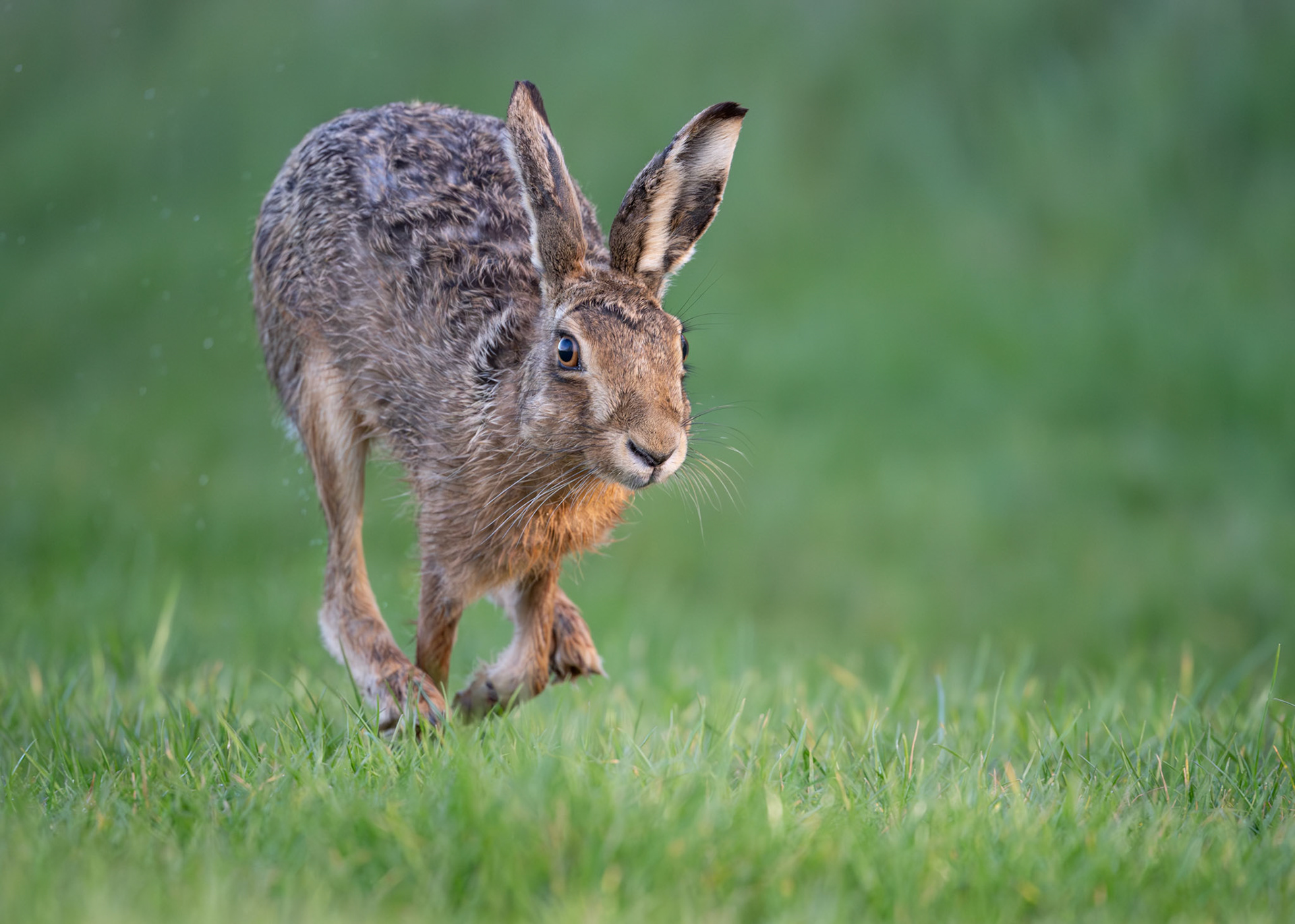 Running Brown Hare