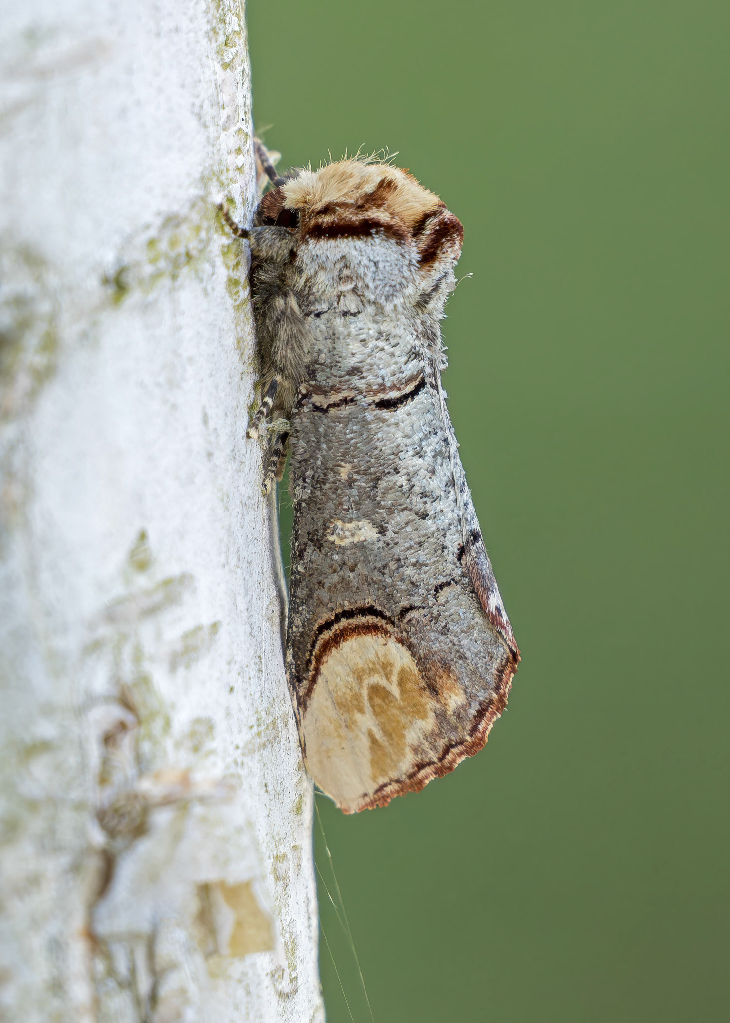 Buff Tip
