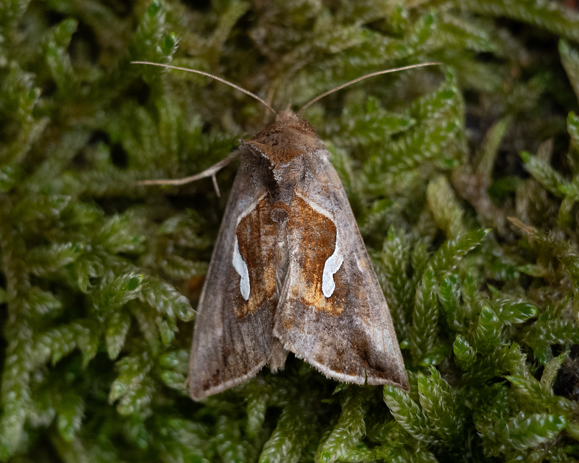 Dewicks Plusia Moth