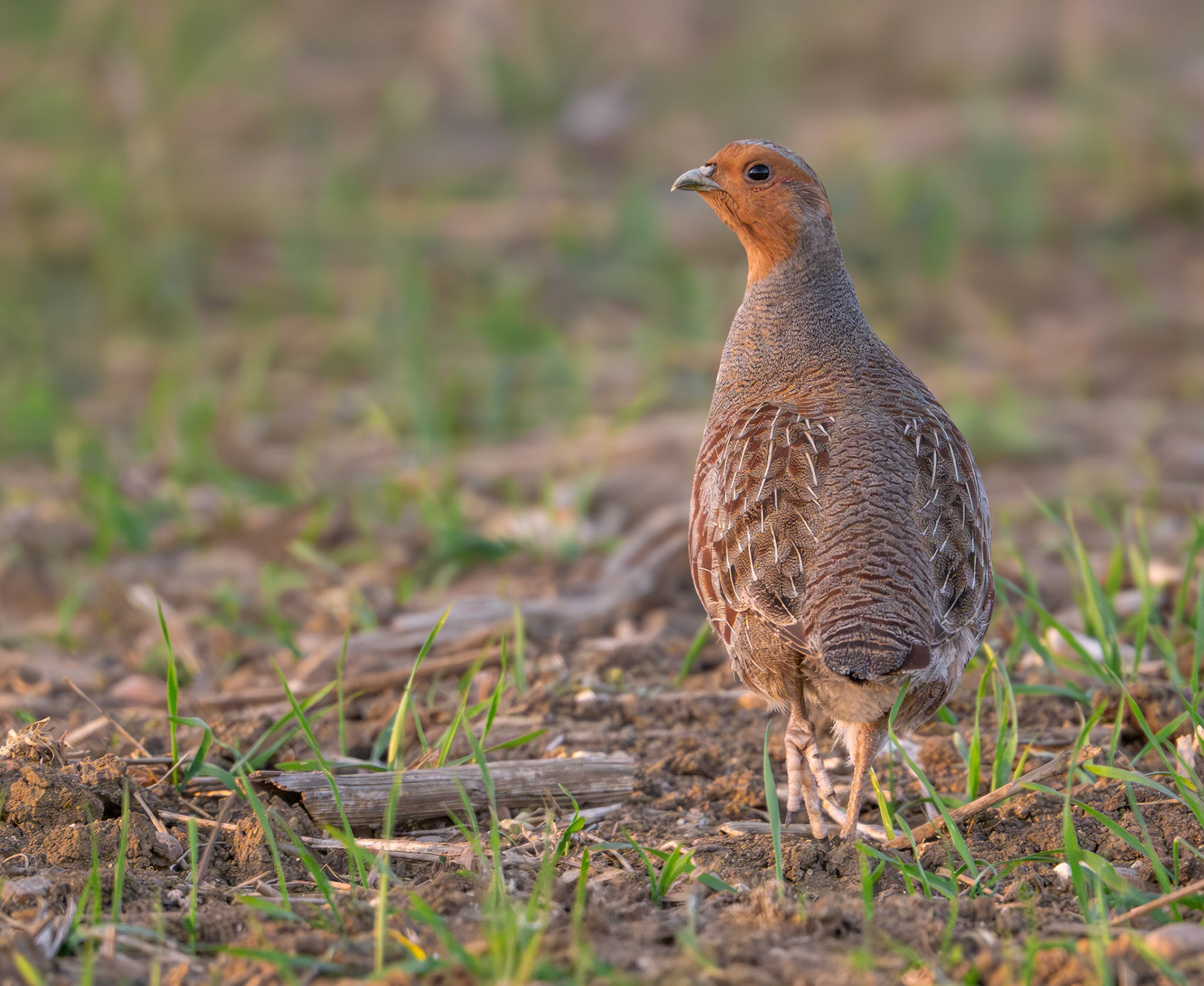 Grey Partridge