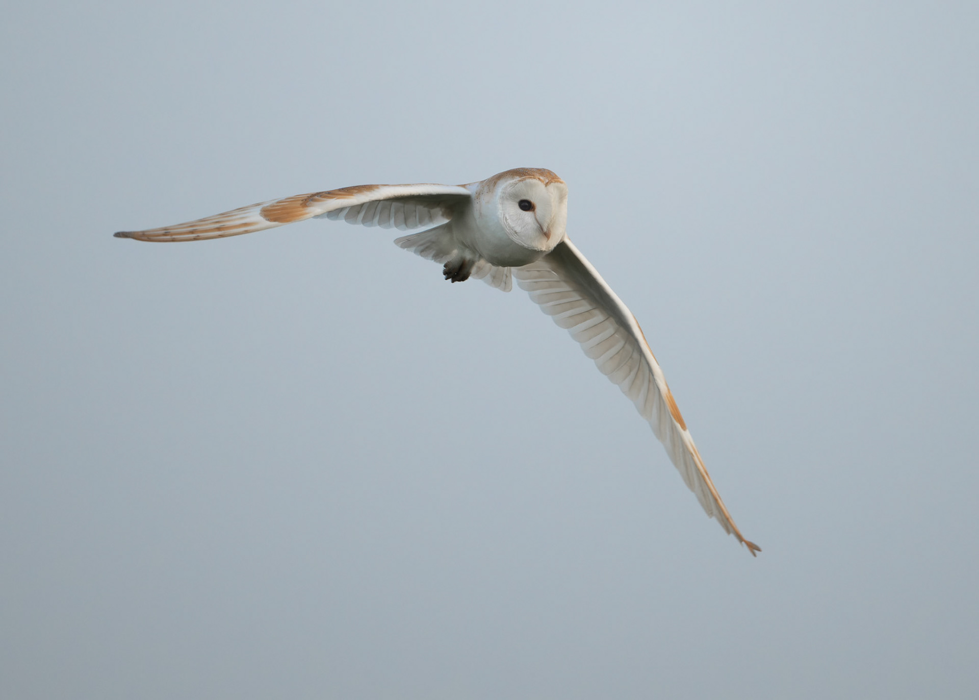 Barn Owl - Private Site
