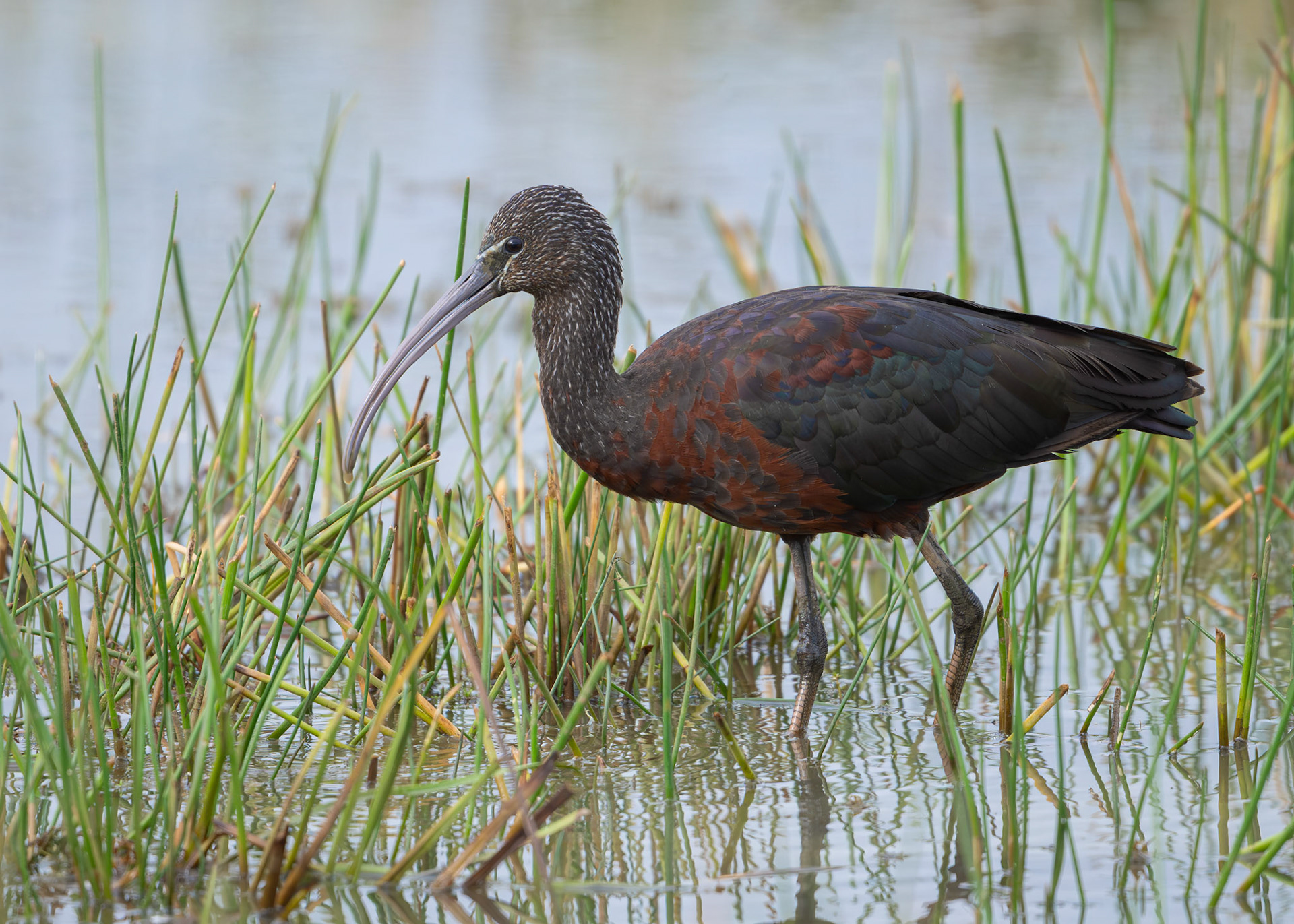 Glossy Ibis
