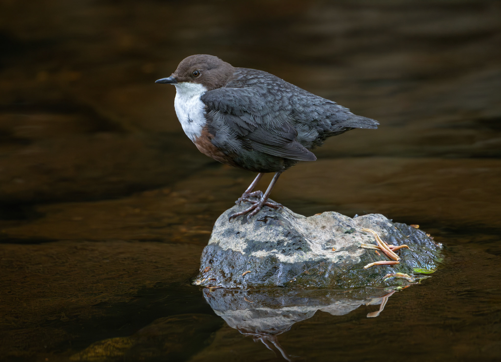 Adult Dipper