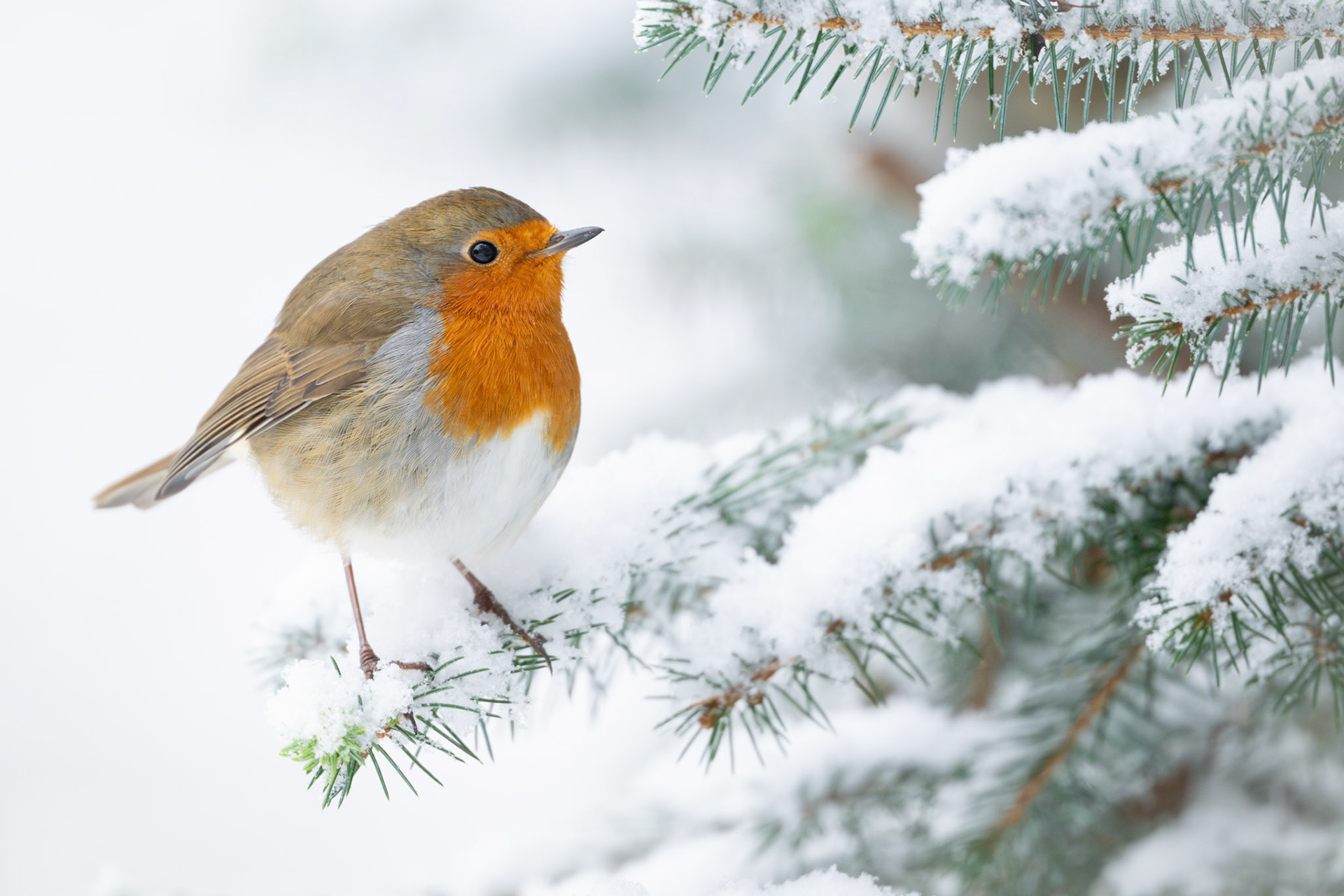 Robin in the Snow