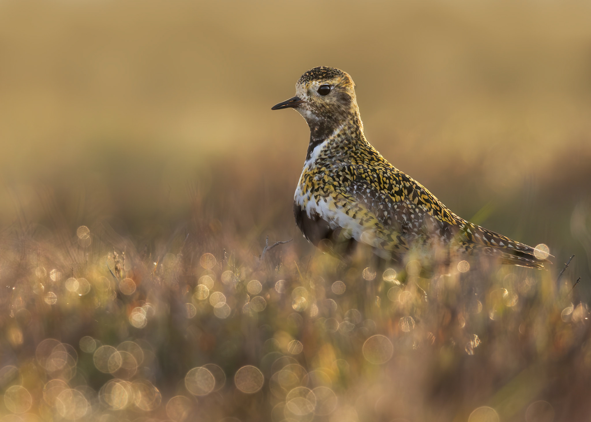 Golden Plover