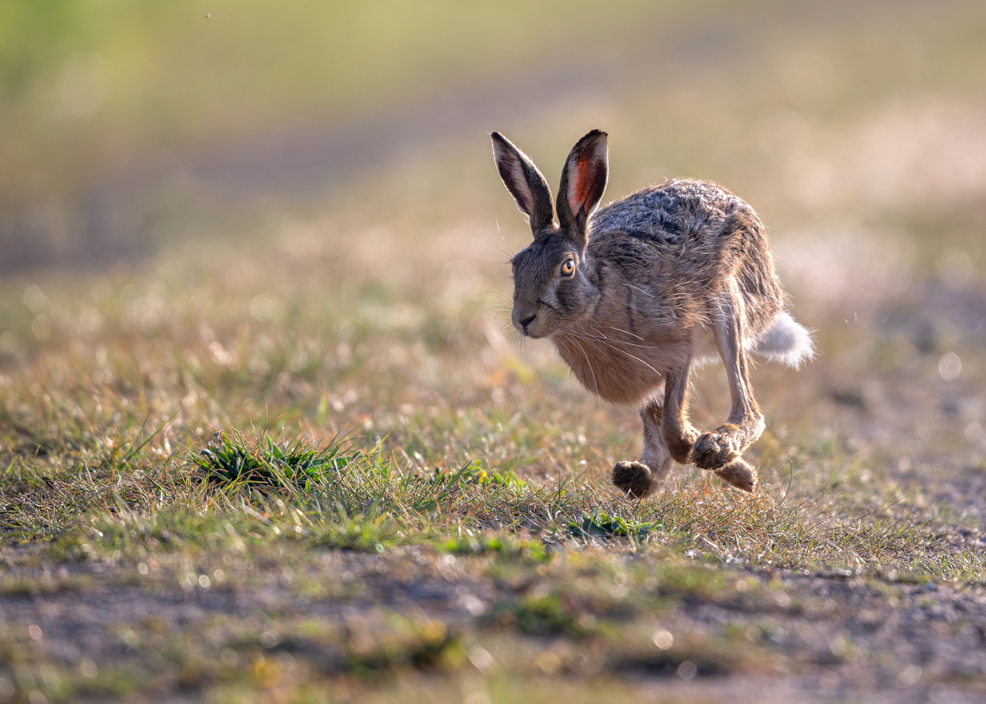 Brown Hare on the move - Private Site