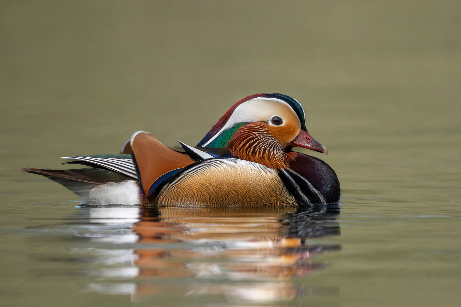 Drake Mandarin Duck - Barnwell CP, Northamptonshire