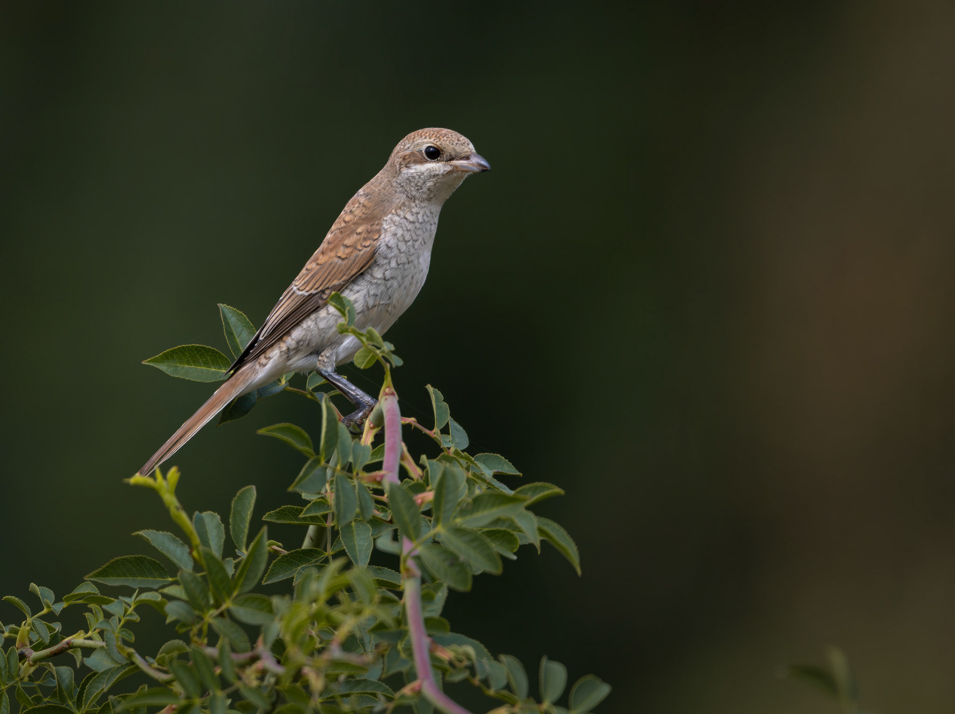 Red-backed Shrike