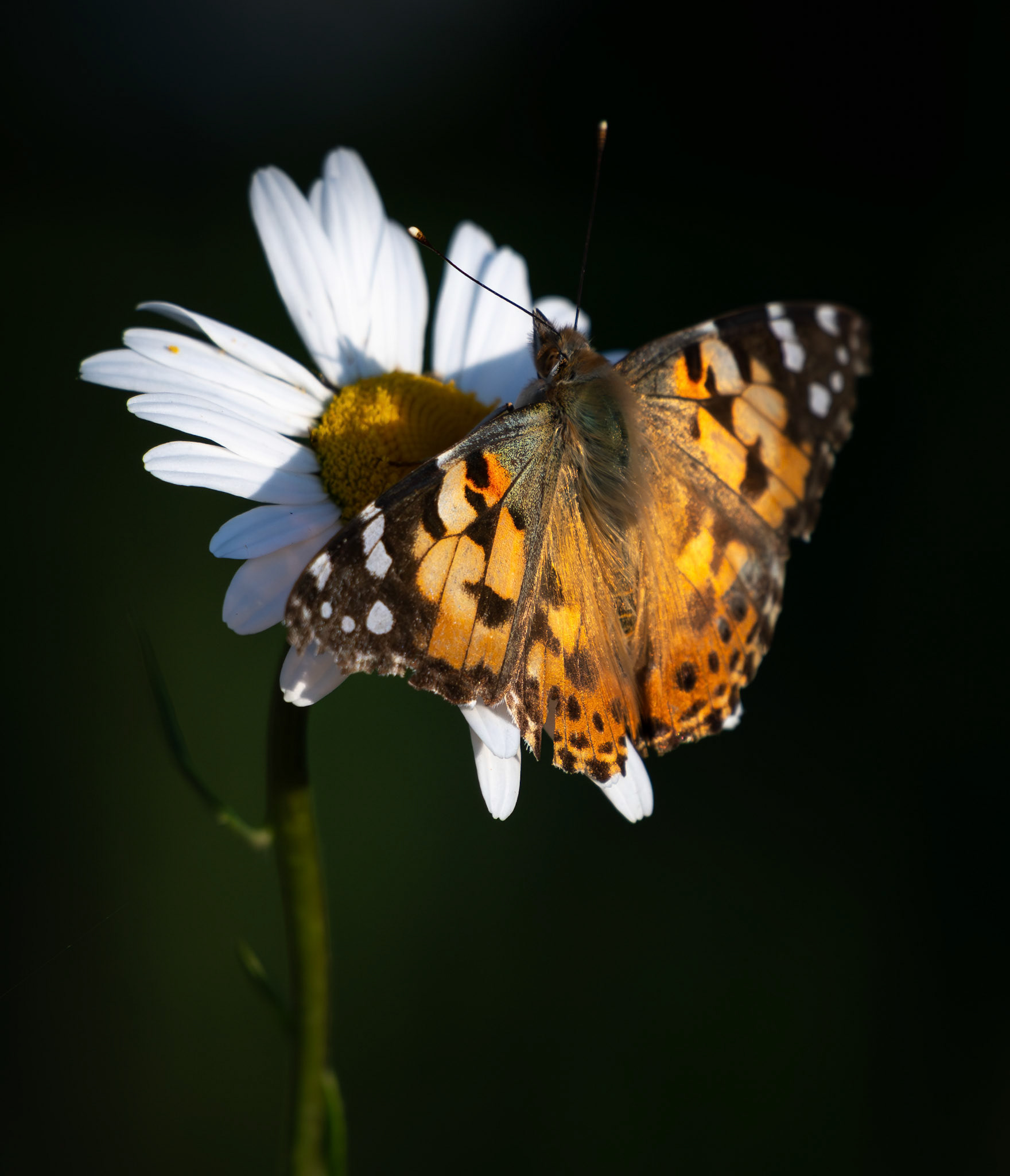 Painted Lady Butterfly