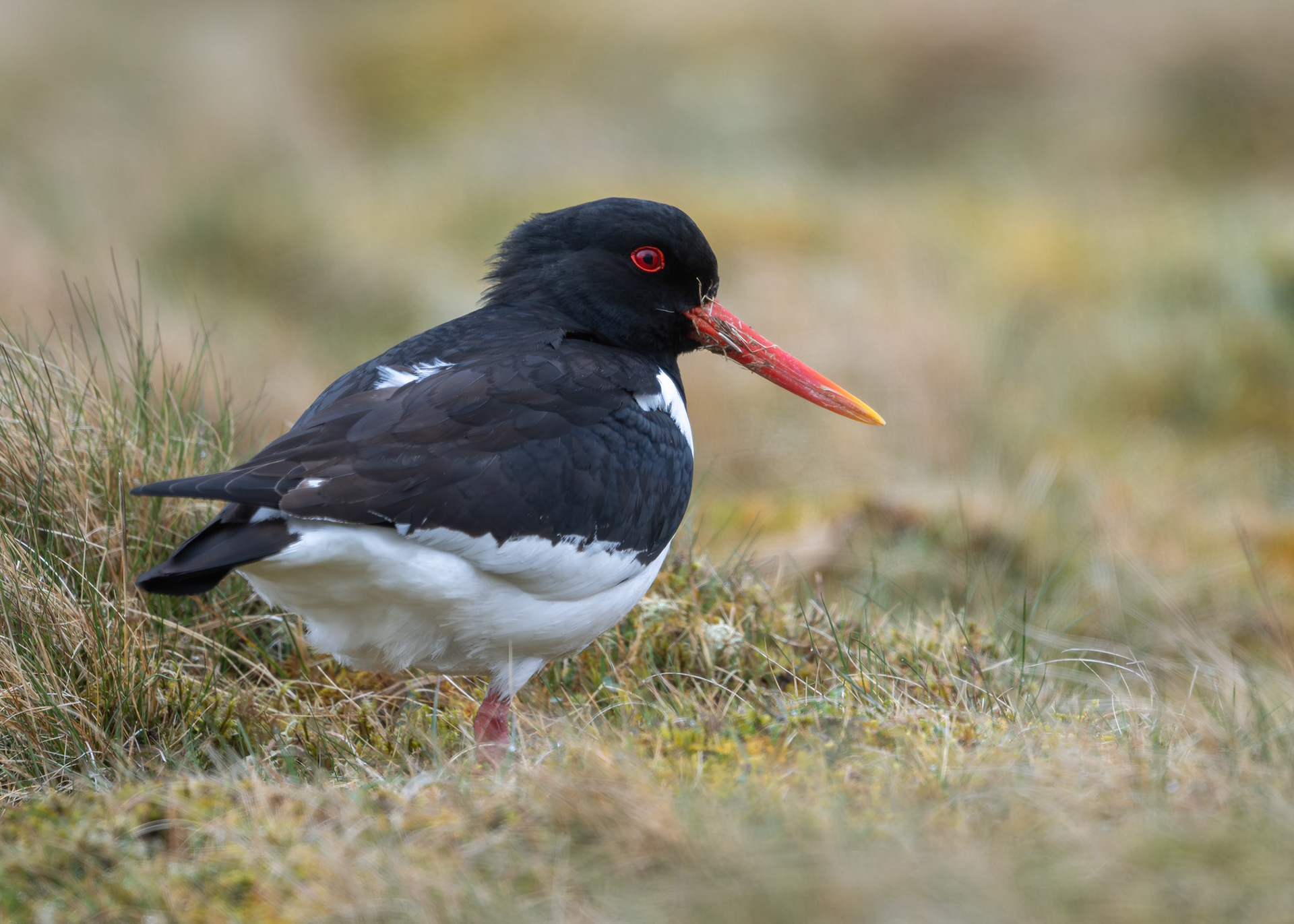 Oystercatcher on the Tundra