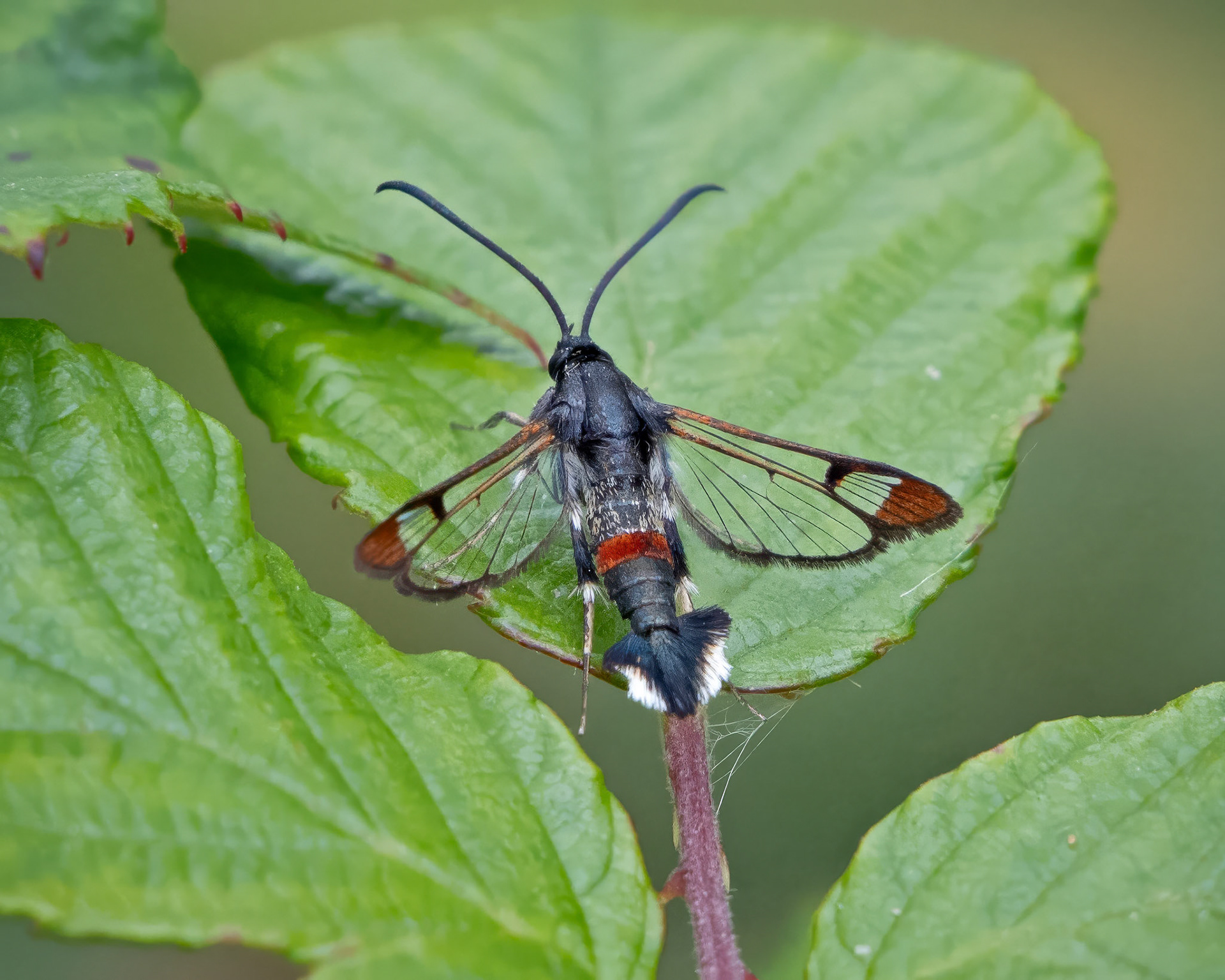 Red-tipped Clearwing Moth