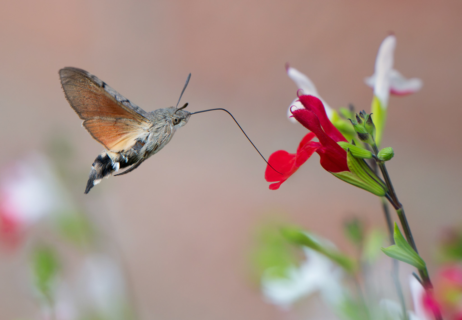 Hummingbird Hawkmoth