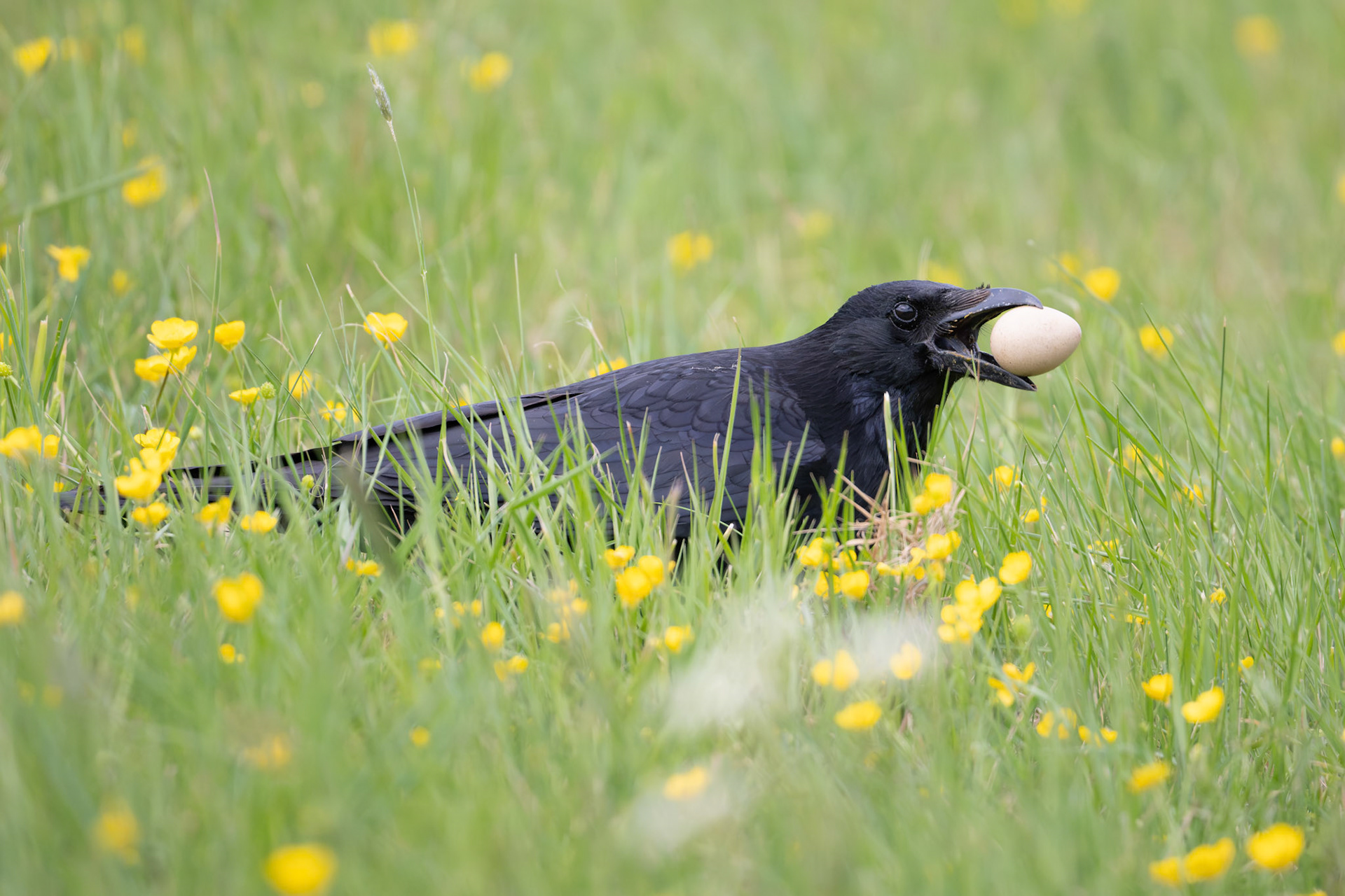 Carrion Crow stealing an egg