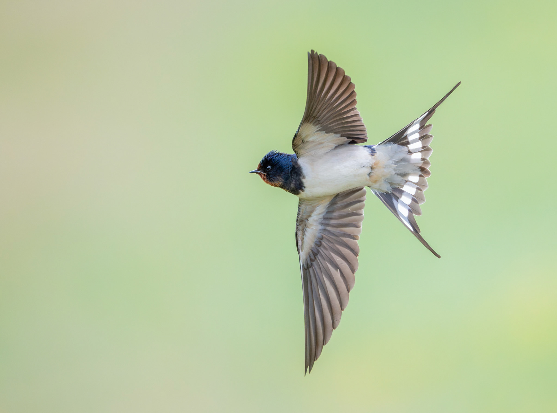 Barn Swallow banking over a field