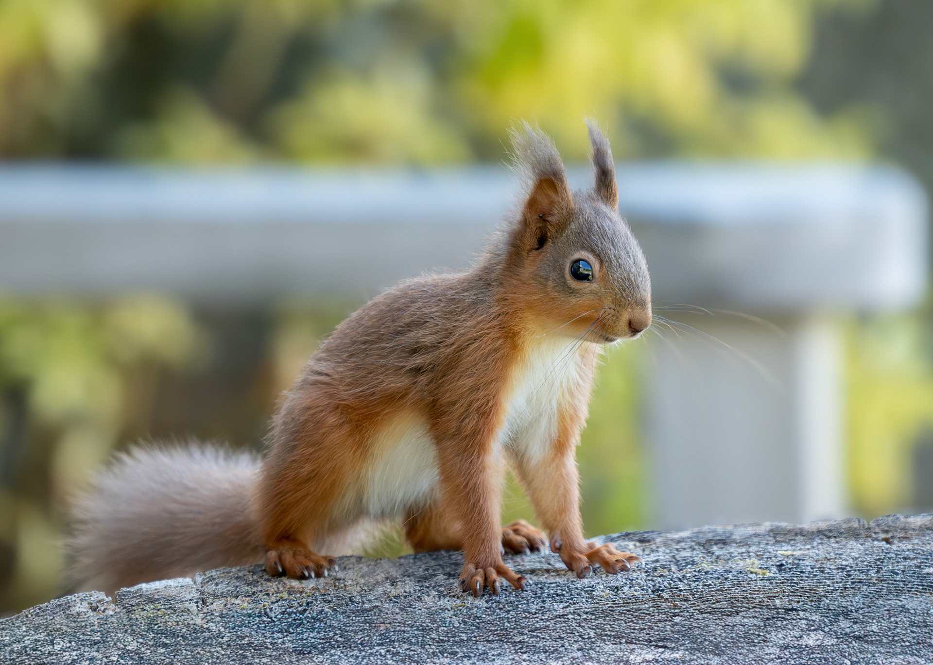 Red Squirrel in Argyll
