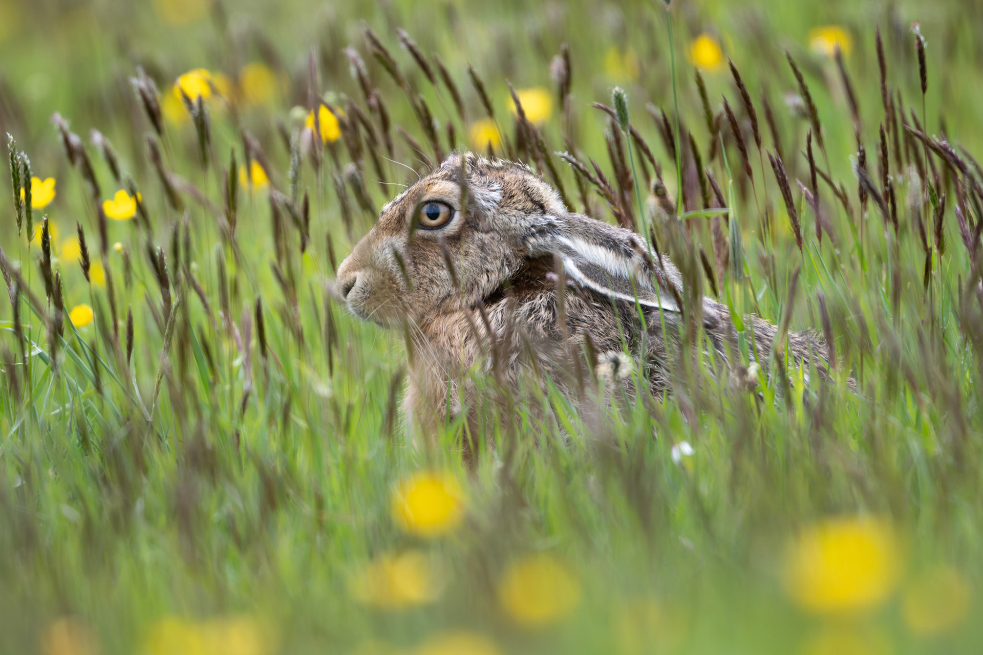 Brown Hare amongst the Buttercups
