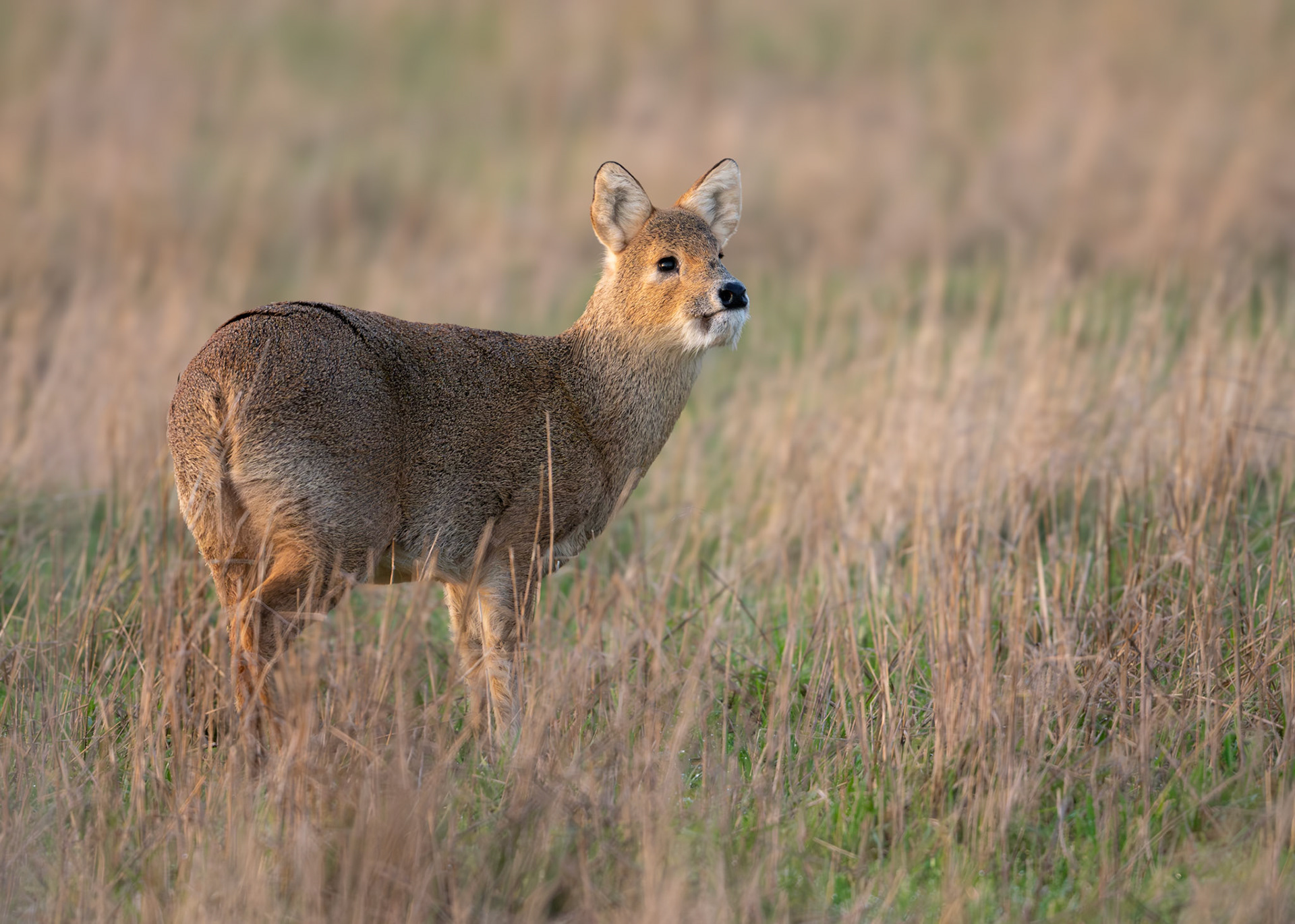 Chinese-water Deer - Holme Fen NR
