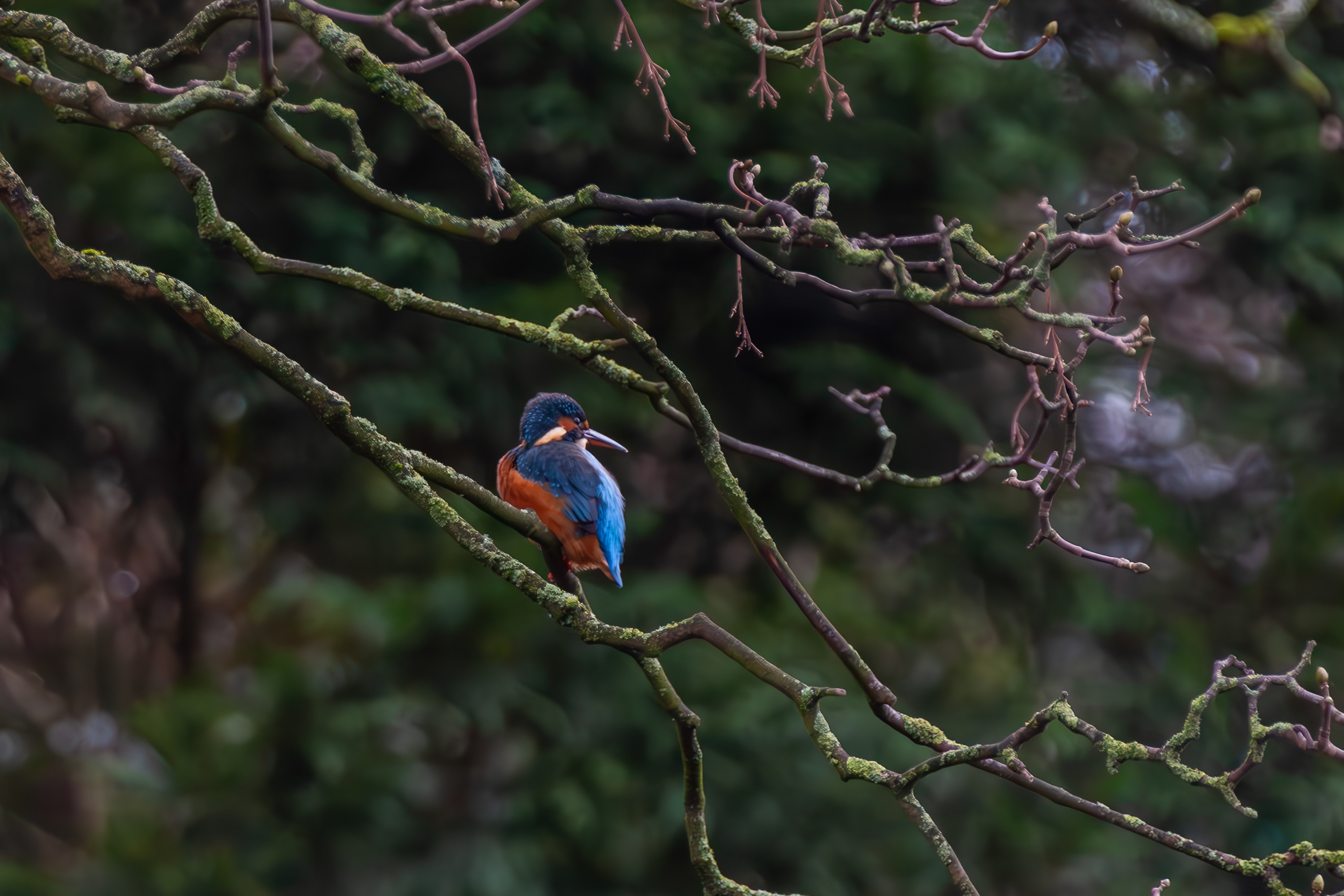 Kingfisher above Lancaster Canal
