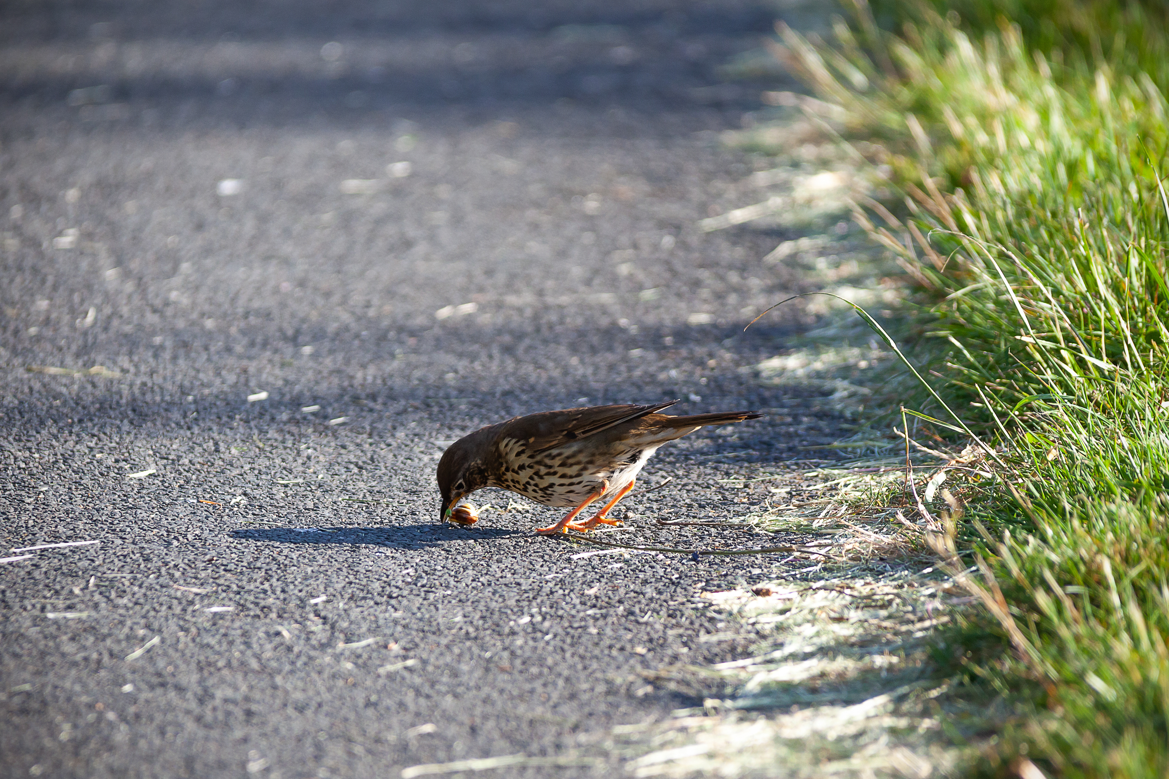 Song Thrush with a Snail