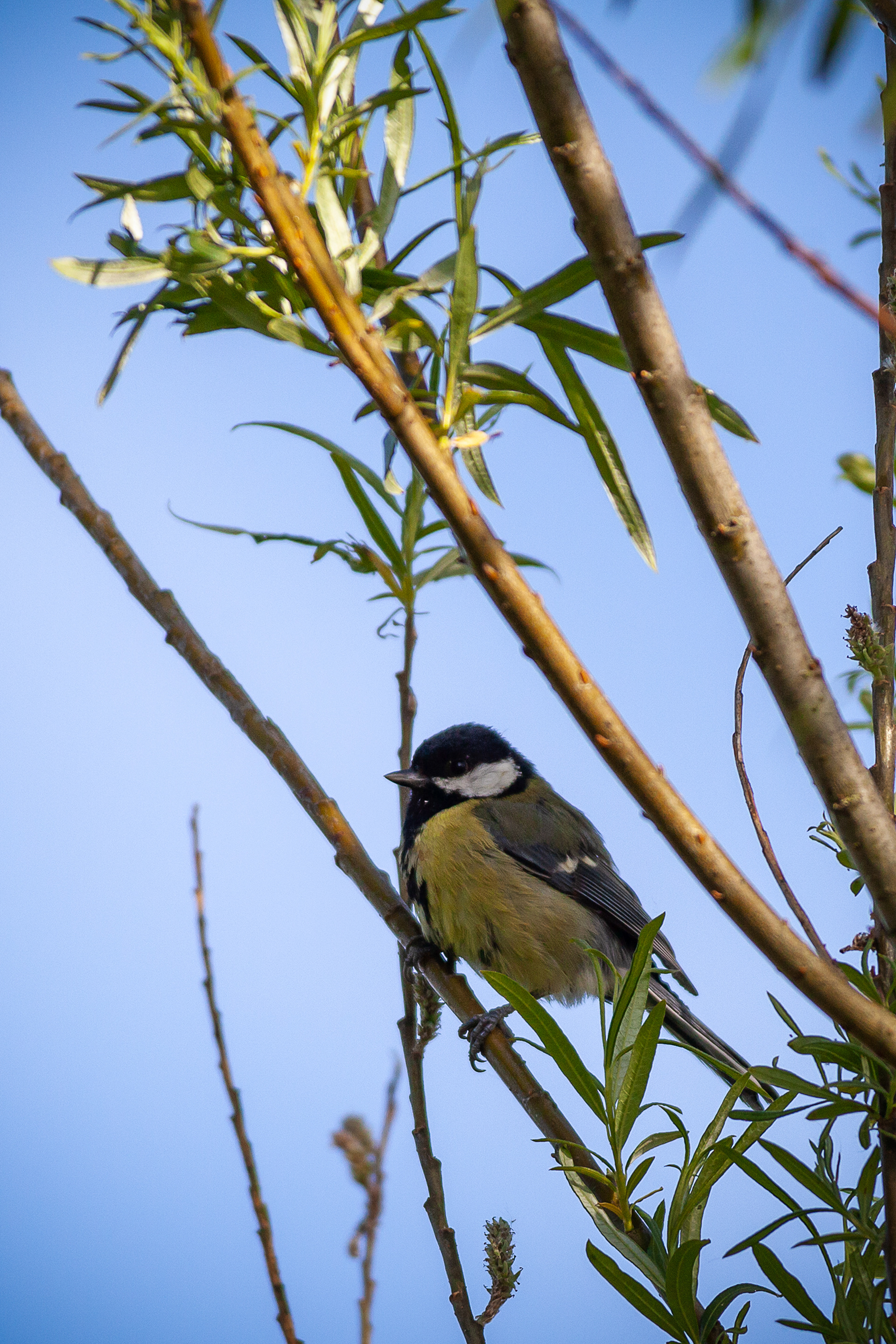 Great Tit