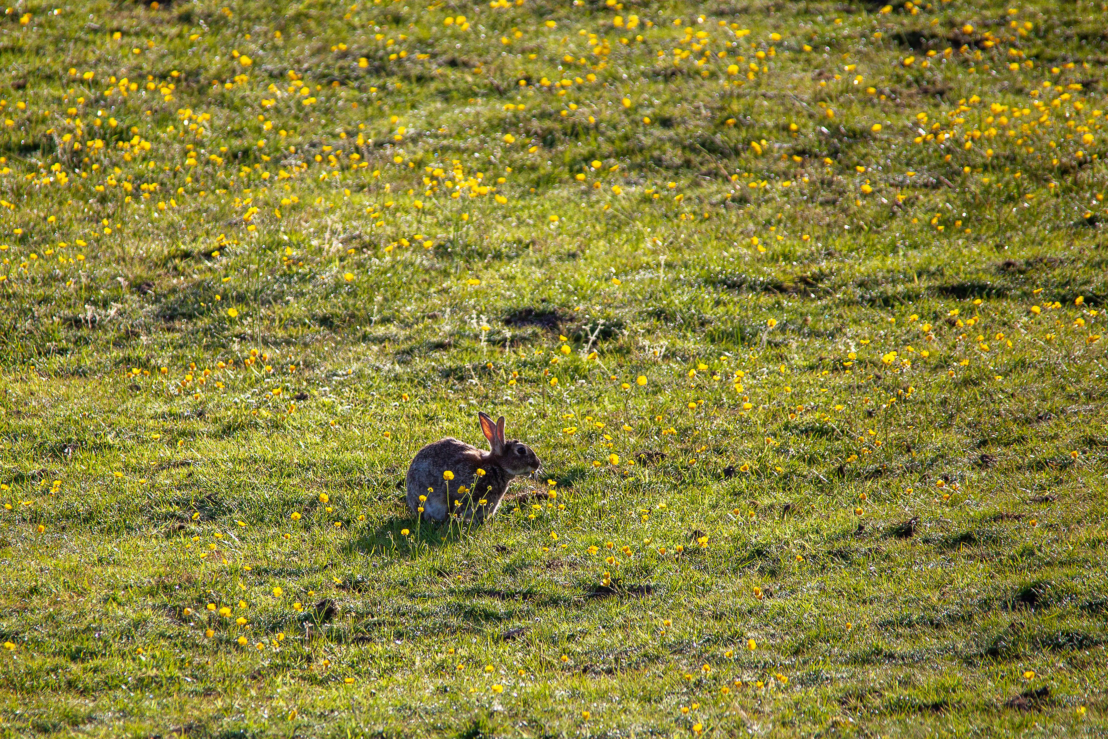 Rabbit in the Early Morning Sun
