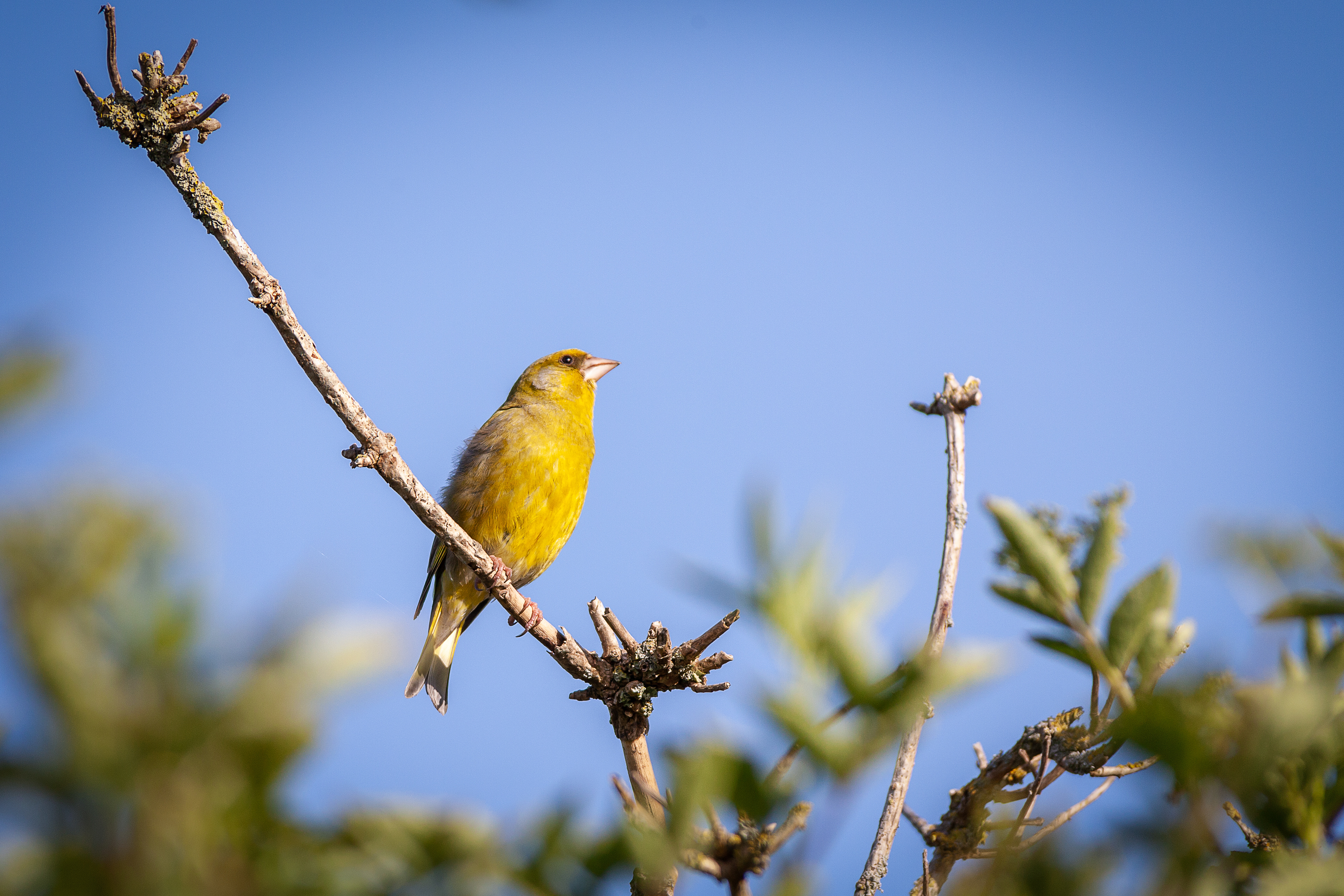 Female Greenfinch