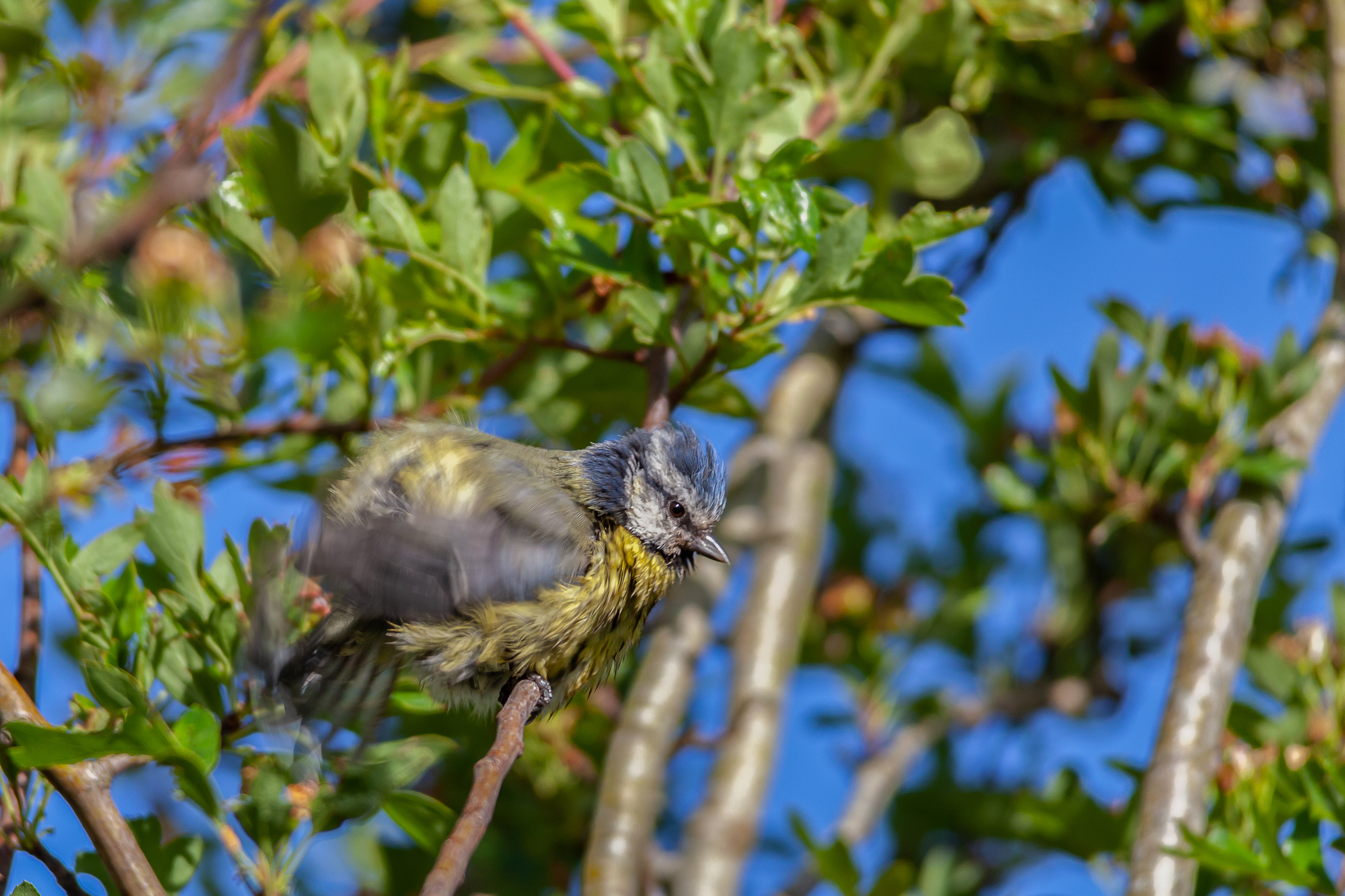 Juvenile Blue Tit Ruffling its Feathers