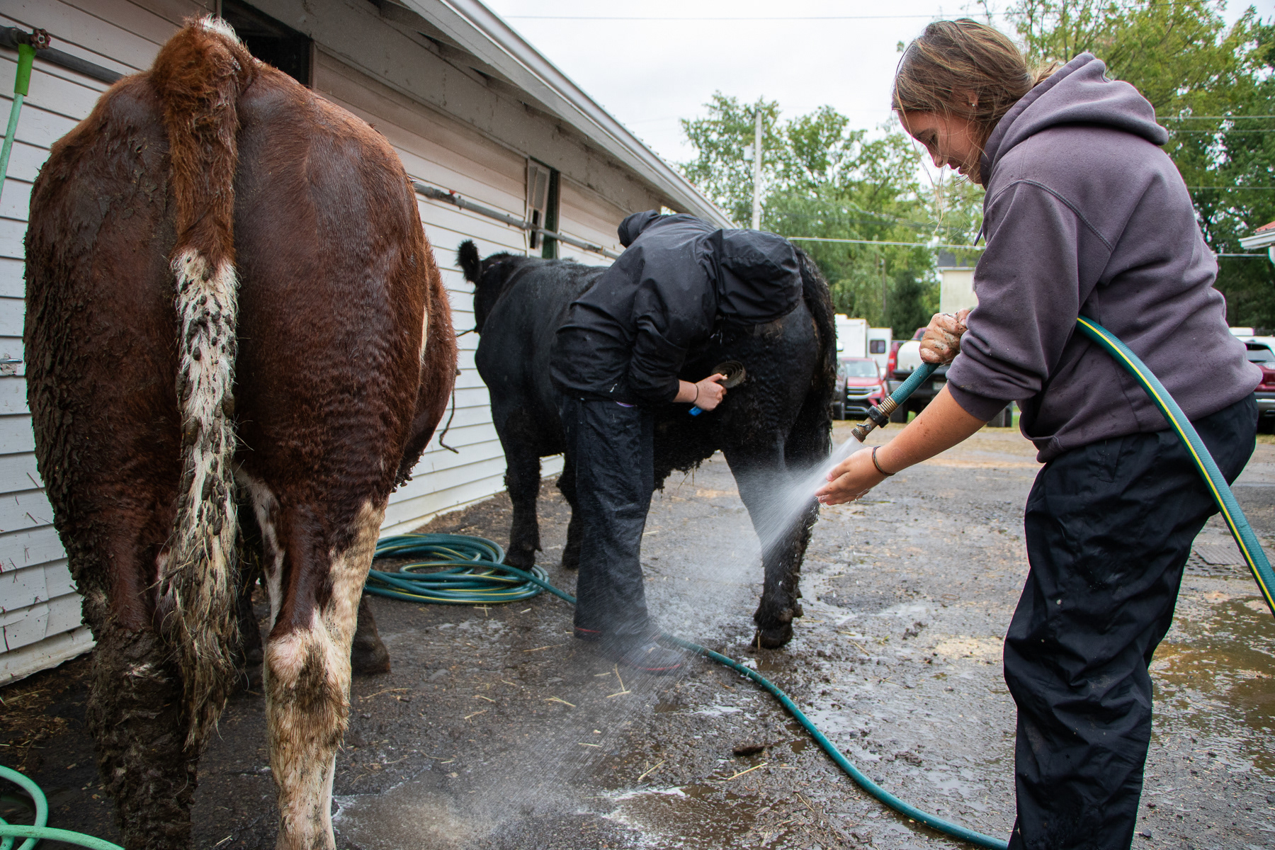 (Left to Right) Molly and Emma give their steers Maverick and Goose their first wash and the fair after setting into their stalls for the week.