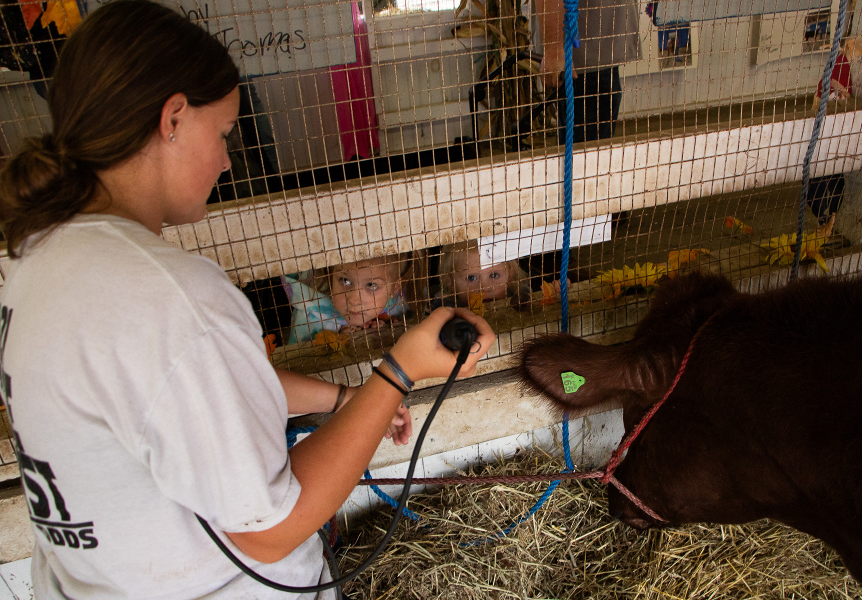 Two little girls look up to Emma while she shaves her steer Maverick prior to her market steer showing. Maverick placed third in his weight class and sold for $2600.