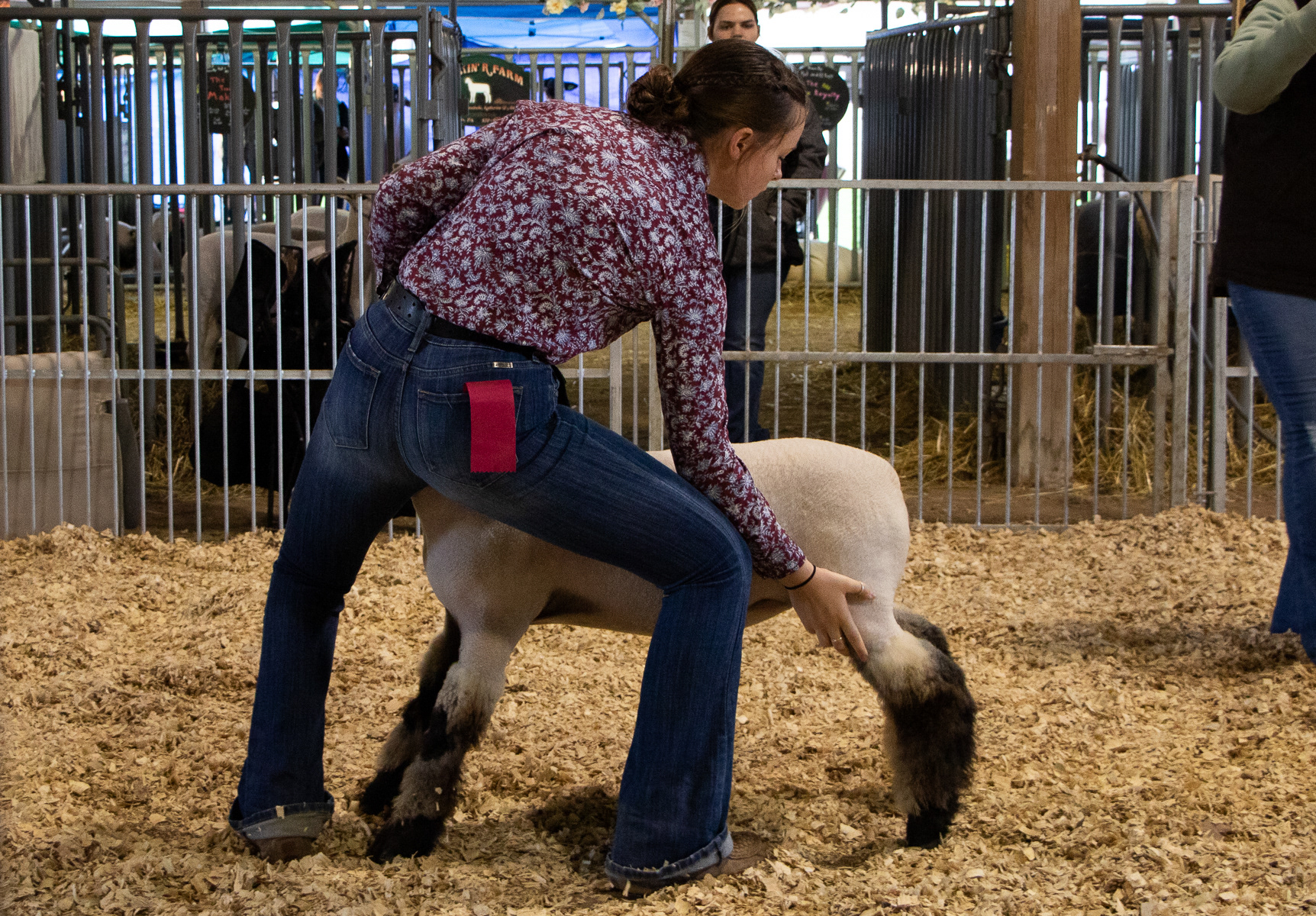 Molly shows her lamb at the 4_H market lamb show, where she will receive a placement for the, its physicality, its training, and the behavior of both the animal and the showperson.