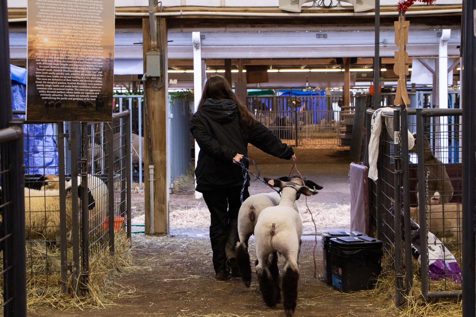 Lily walks her lambs back to their stables after shaving them the morning of the lamb show.