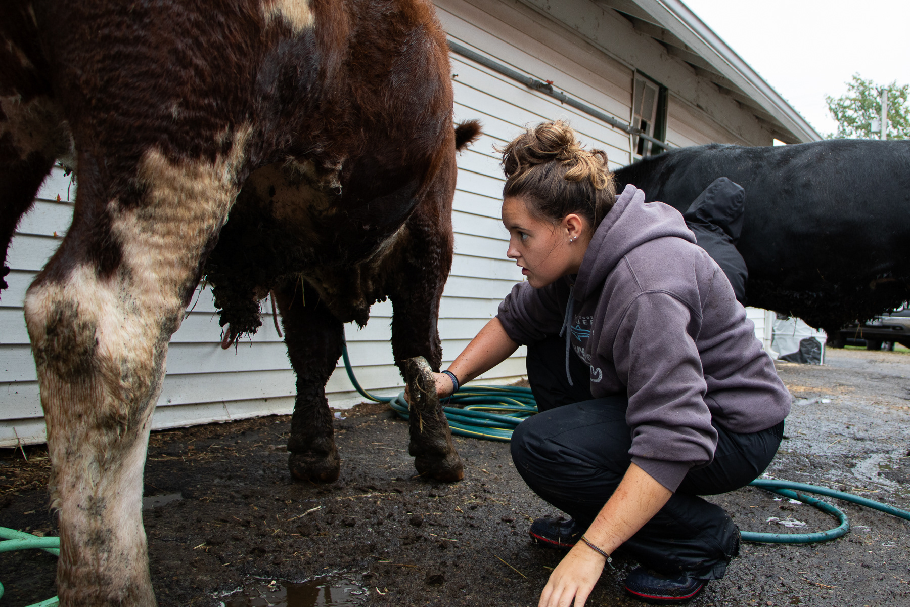 Emma uses a stainless steel brush to remove built up mud on her steers coat.