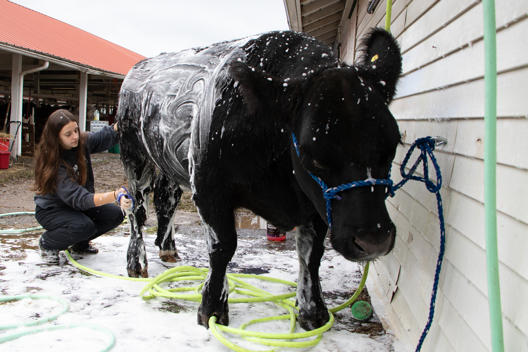 Lily gives her steer Tyson his daily wash outside their stalls at the fair. Tyson placed third in his weight class and was sold for $2800.