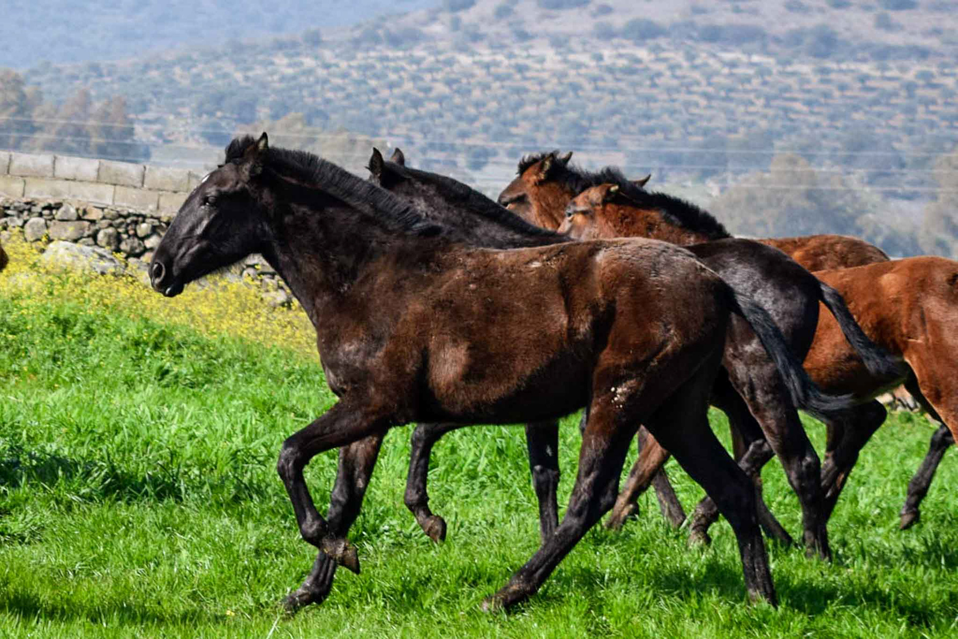 Winter pasture in Spain