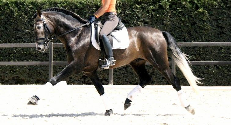 PRE Dressage Prospect, 4 years / años