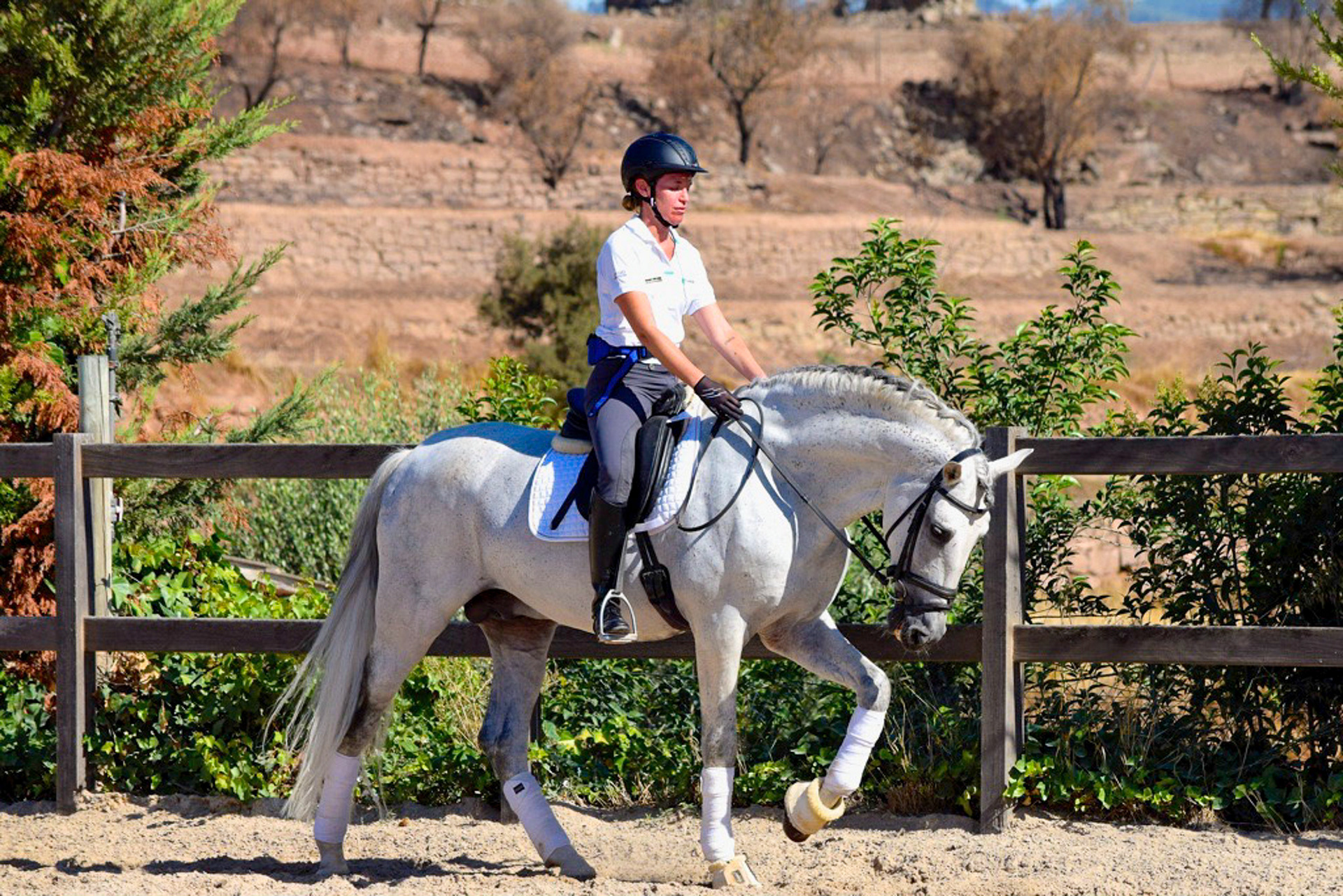 Dressage Class with PRE Stallion
