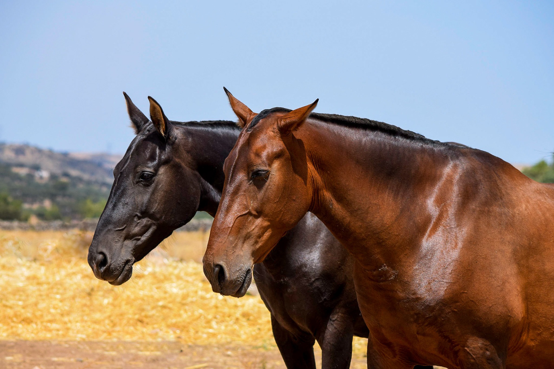 Gramola & Inducida IV, PRE Andalusian Brood Mares. © CavalReal