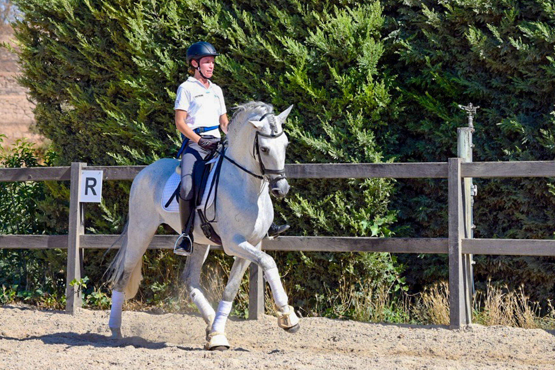Dressage Class with PRE Stallion