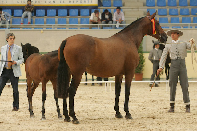 Camelia XXII